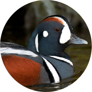 A close-up of a colorful bird, likely a wood duck, swimming in water with blurred background.