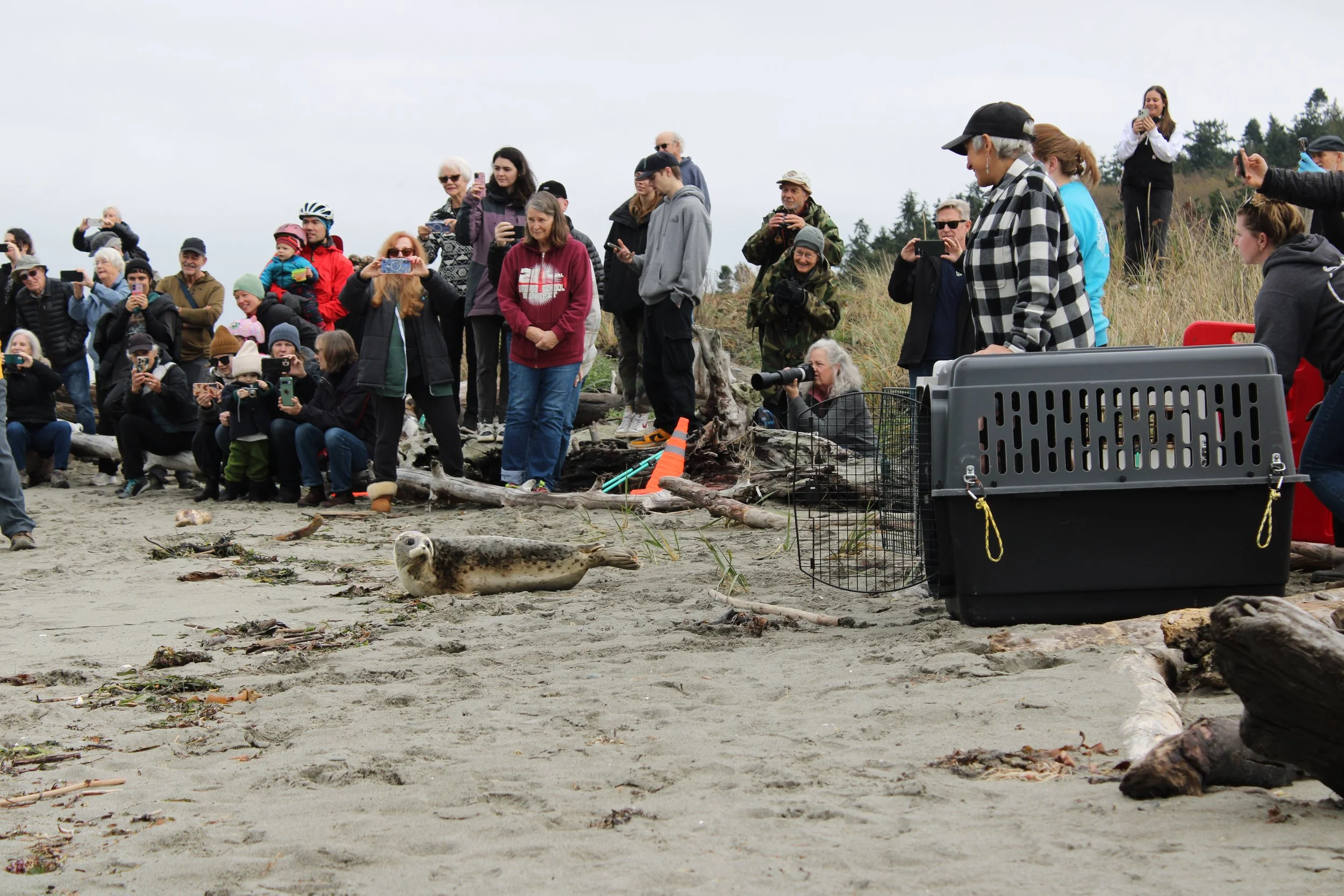 harbor seal on beach looks back towards humans as it is released back into the Salish Sea
