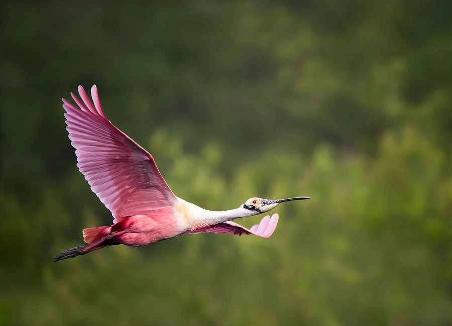 Rosegate Spoonbill Flight