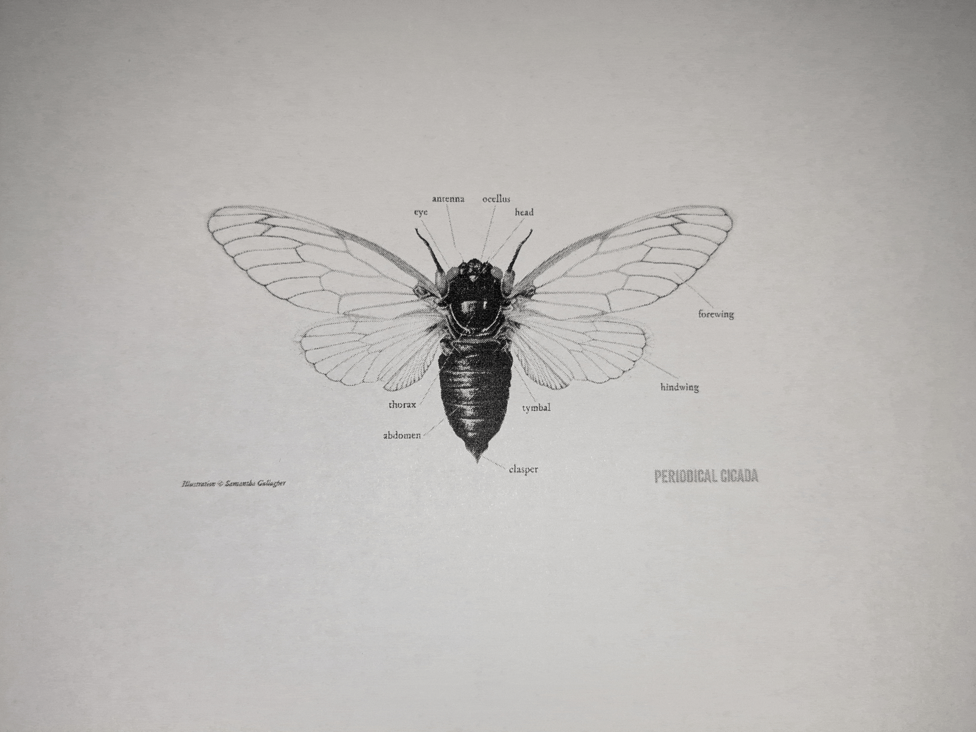 a gif of pictures of moths that I printed out playing in rapid succession