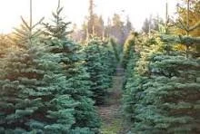 Evergreen Moments