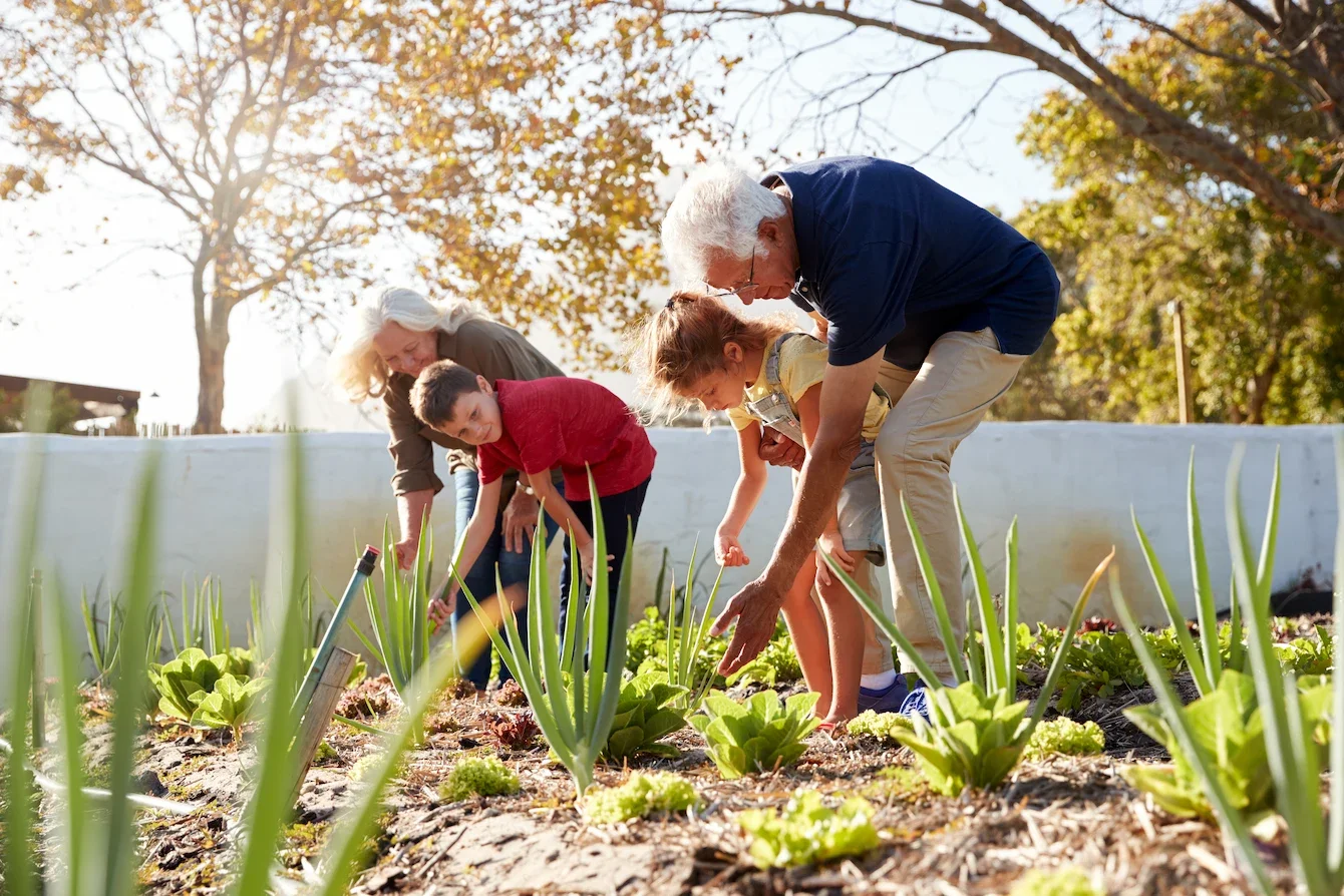 Older man and woman with three children gardening in a sunny outdoor garden bed with green vegetables and herbs.