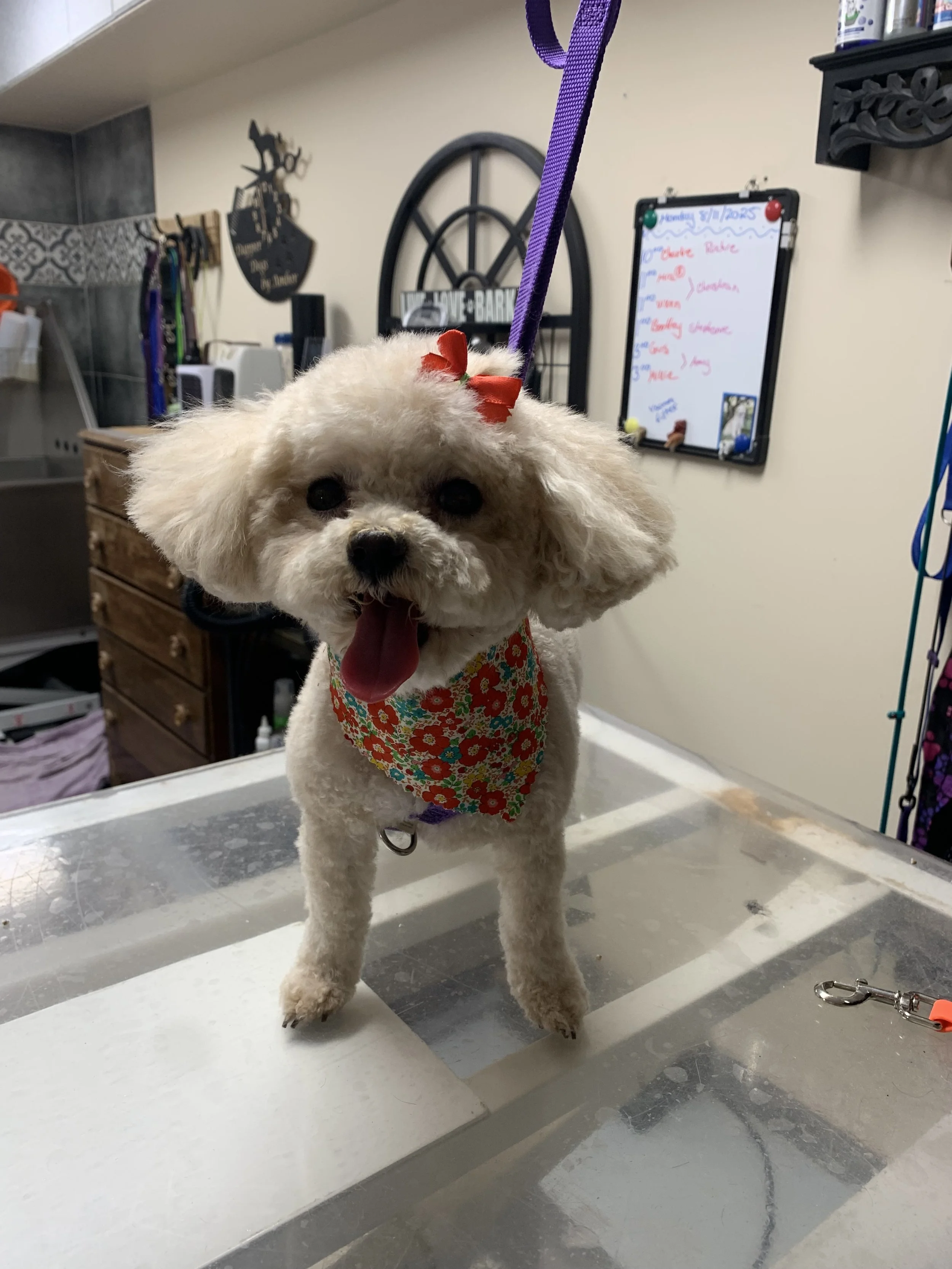 IMG_7865 - Copy.jpeg