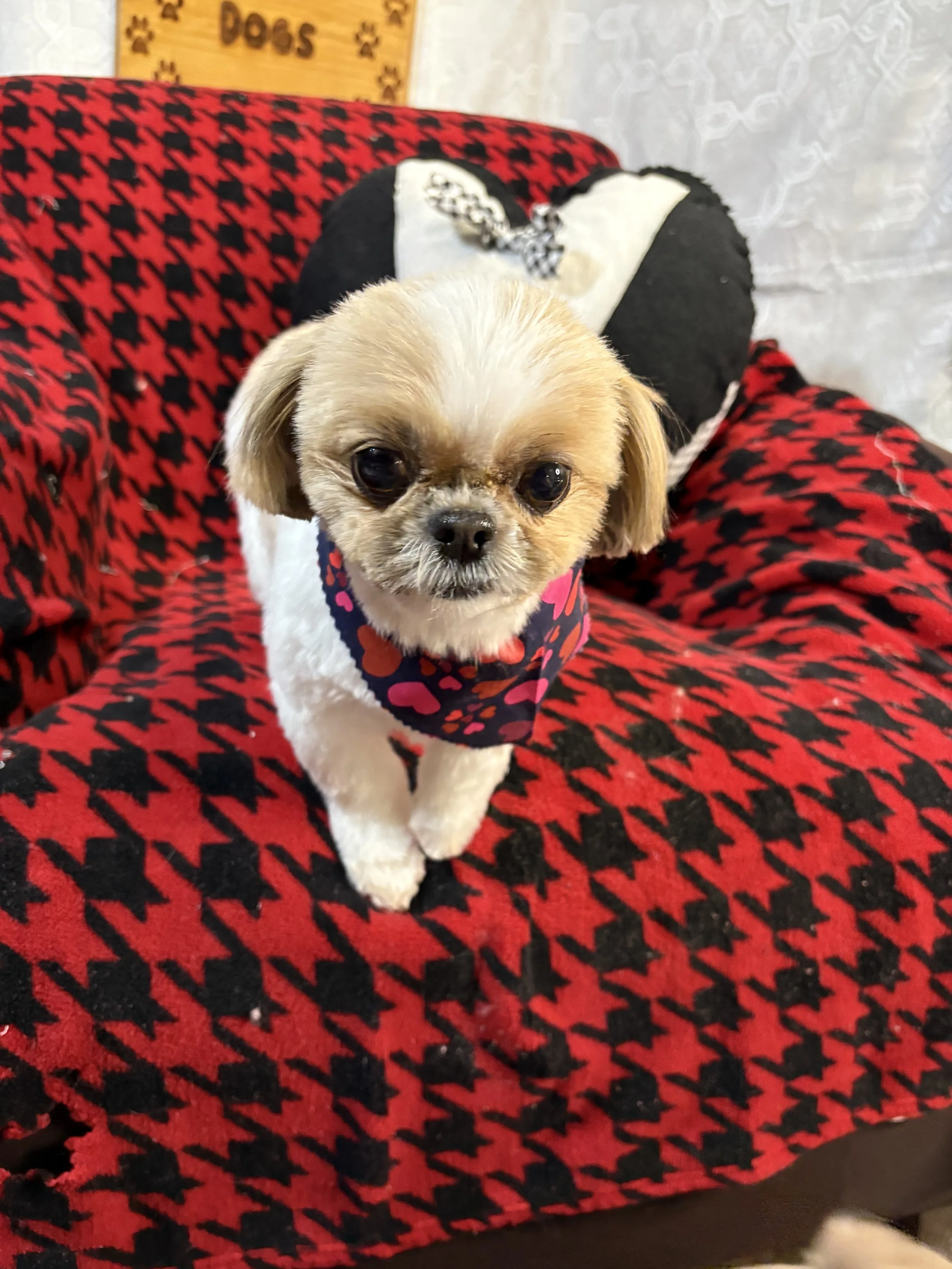 IMG_9179 - Copy.jpeg