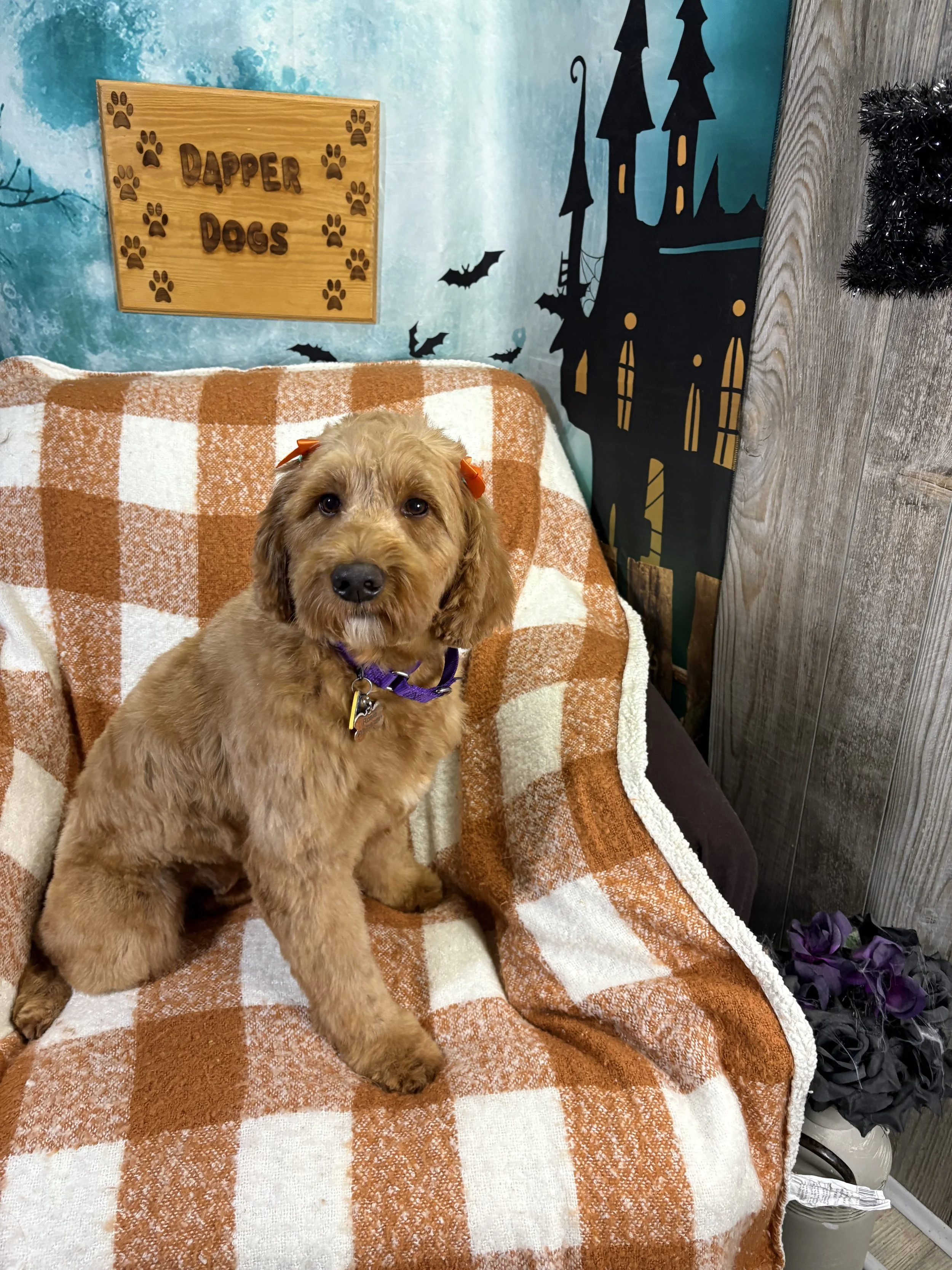 IMG_8682 - Copy.jpeg