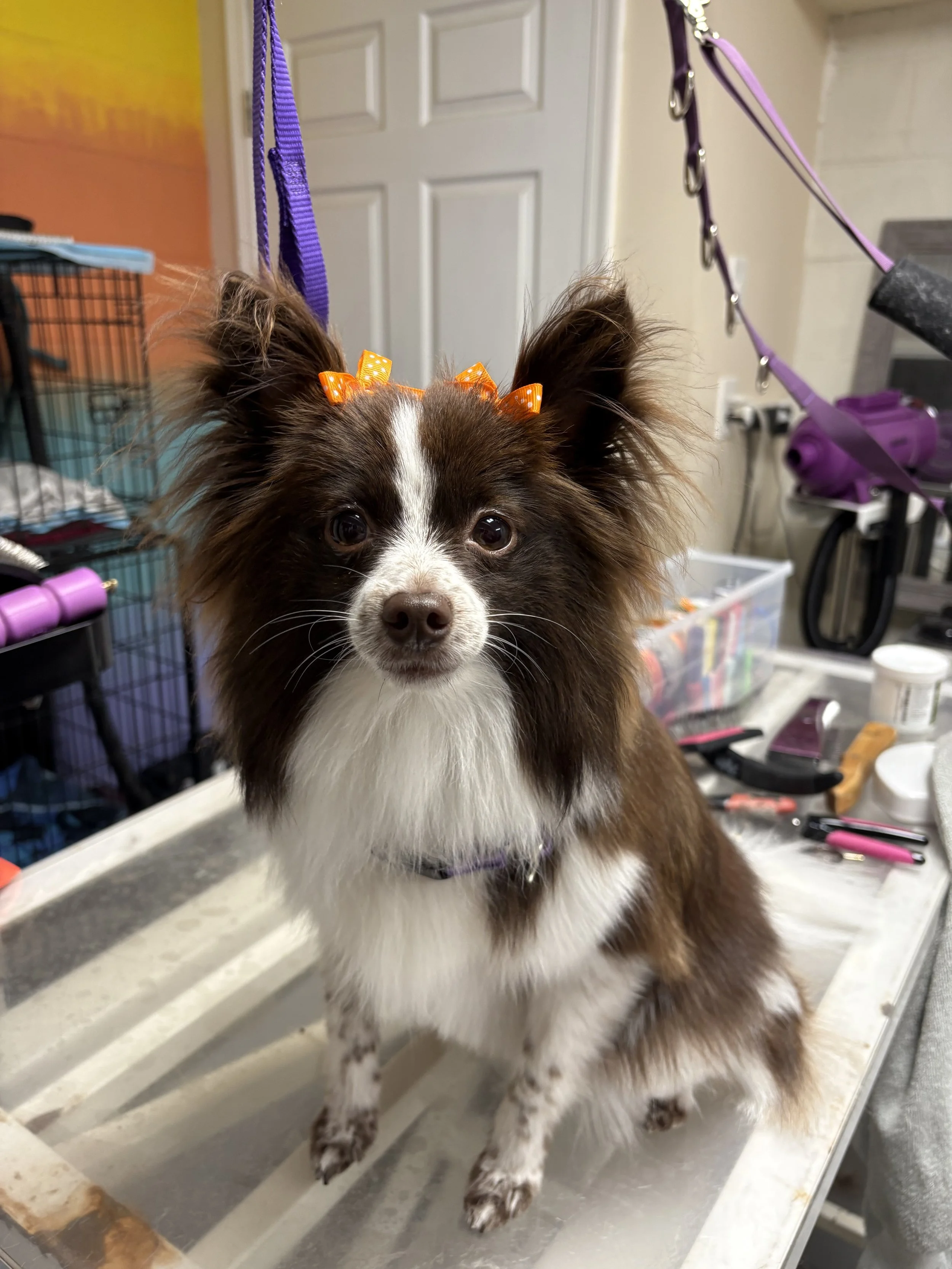 IMG_8614 - Copy.jpeg