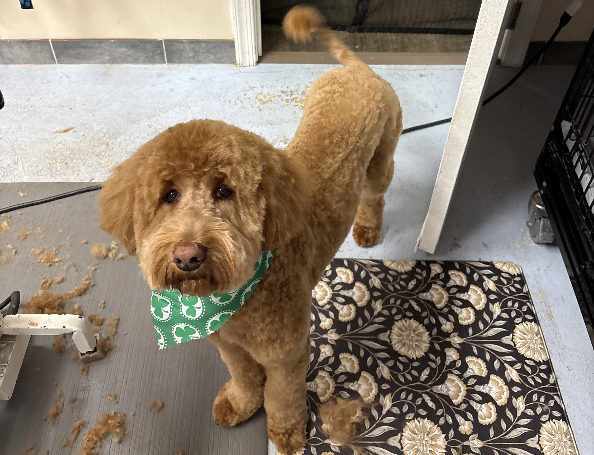 IMG_9350 - Copy.jpeg