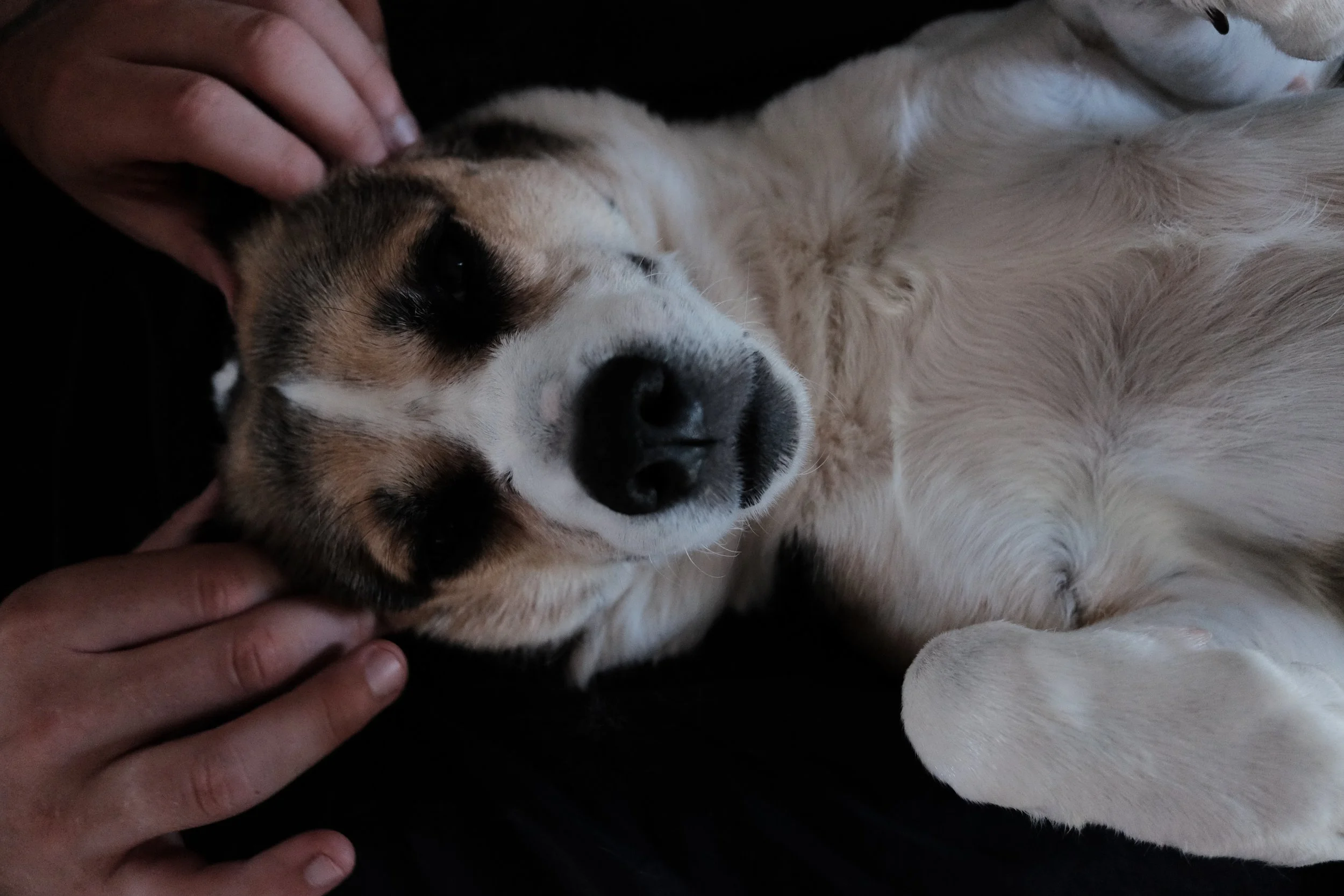 Close-up of a sleeping dog lying on its back with a person's hand gently petting its head.