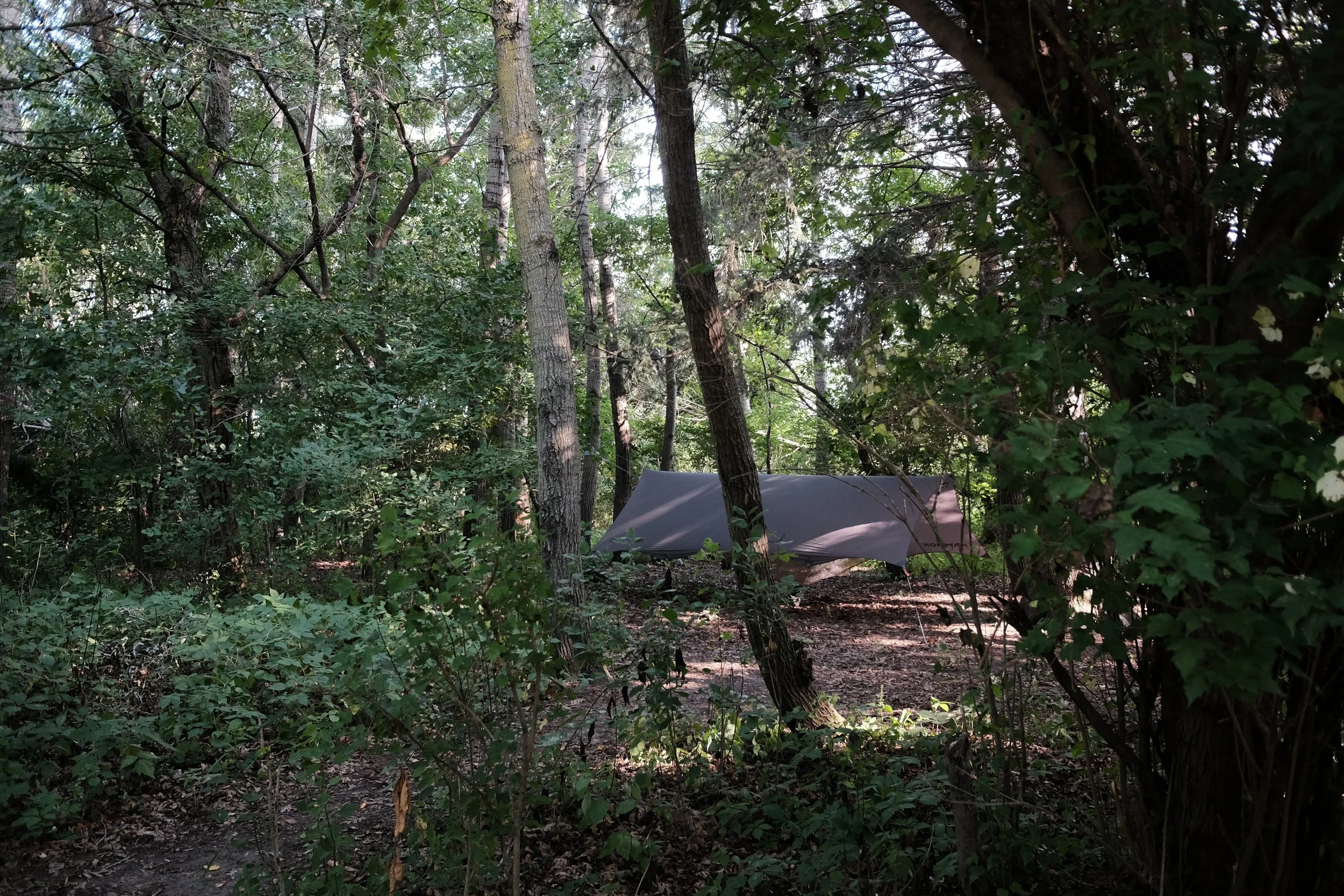 A wooded forest scene with a tent set up among tall trees and lush greenery.