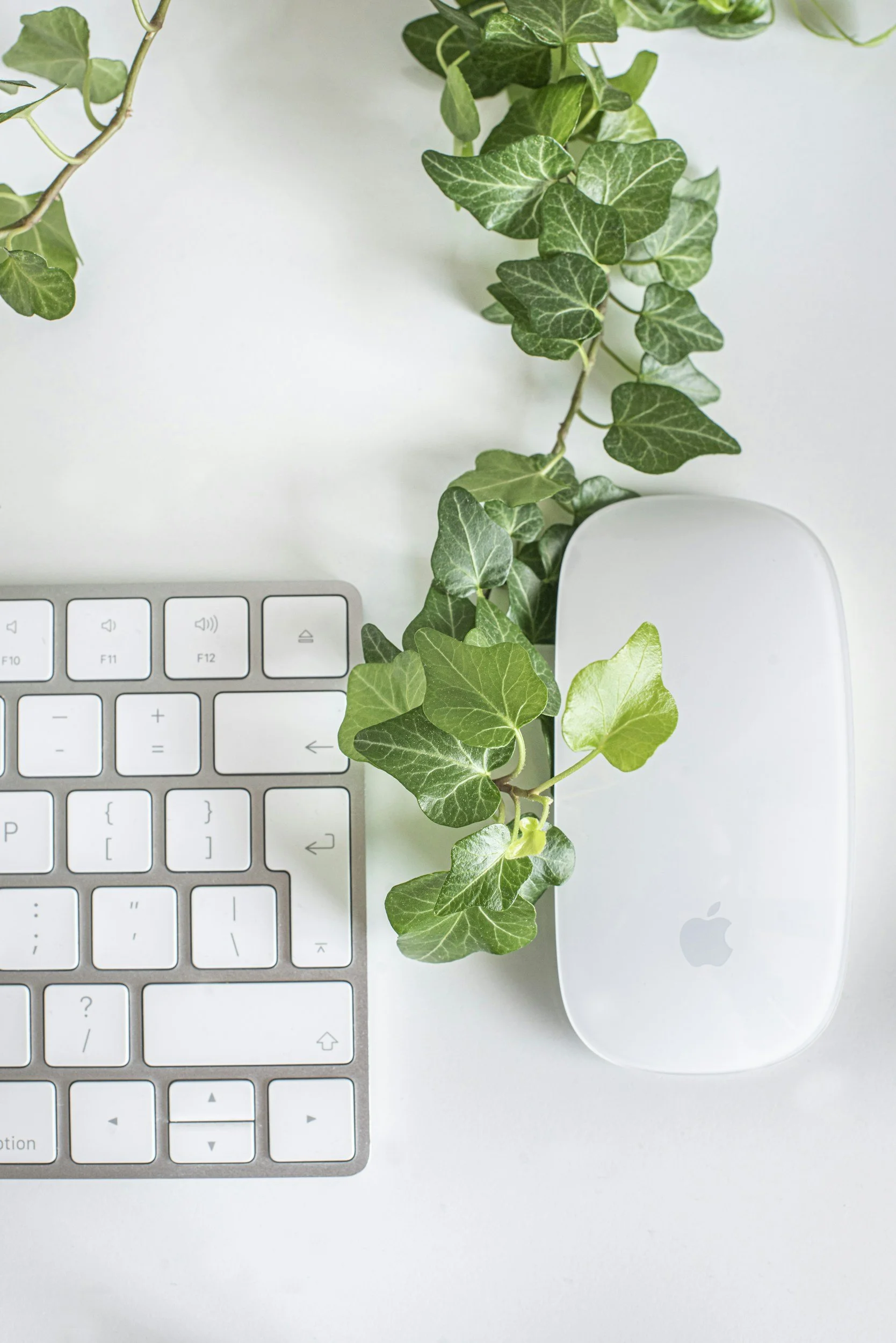 A white Apple Magic Mouse with green ivy plant trailing across it and a white keyboard on a white surface.