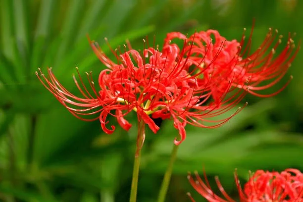 Red Spider Lily Bulbs