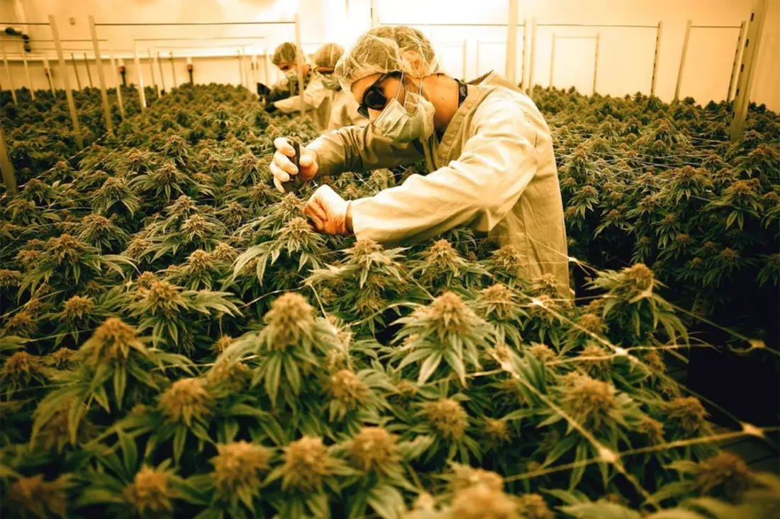 Workers in protective gear inspecting cannabis plants in a greenhouse.