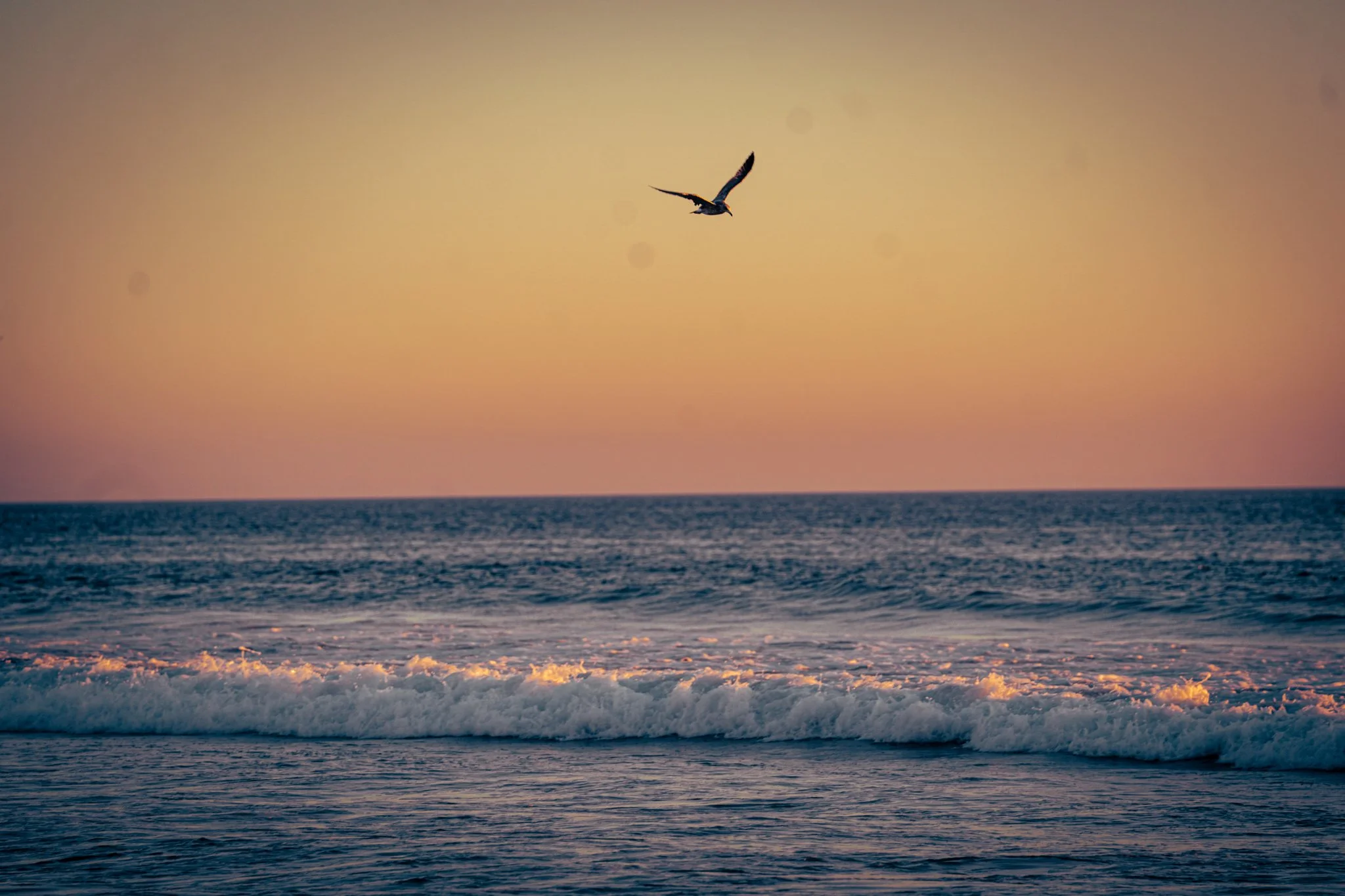 A seagull flying over the ocean at sunset with pink and orange sky and gentle waves.