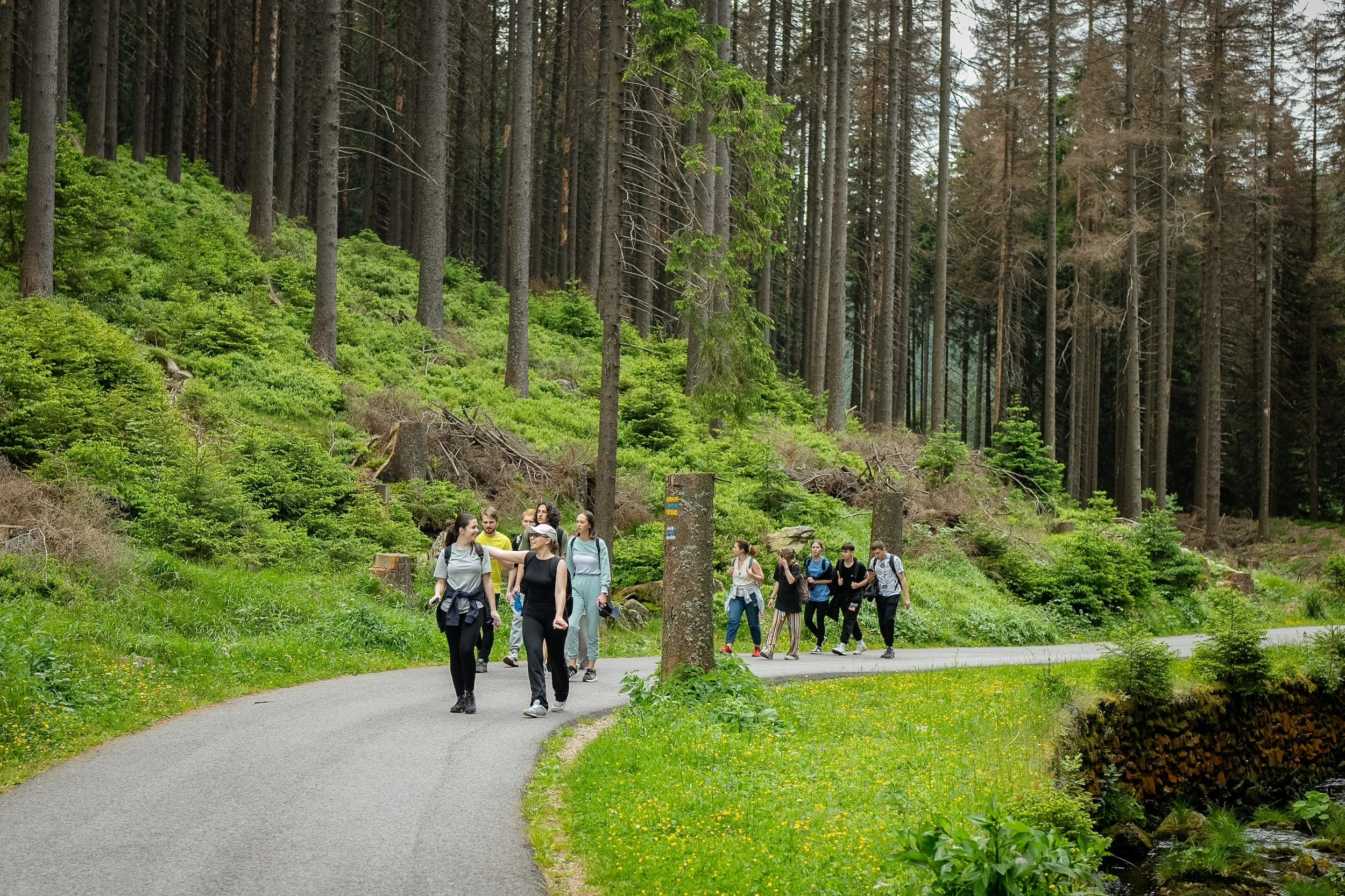 Group of people walking on a paved trail through a lush green forest with tall trees and a small stream on the right.