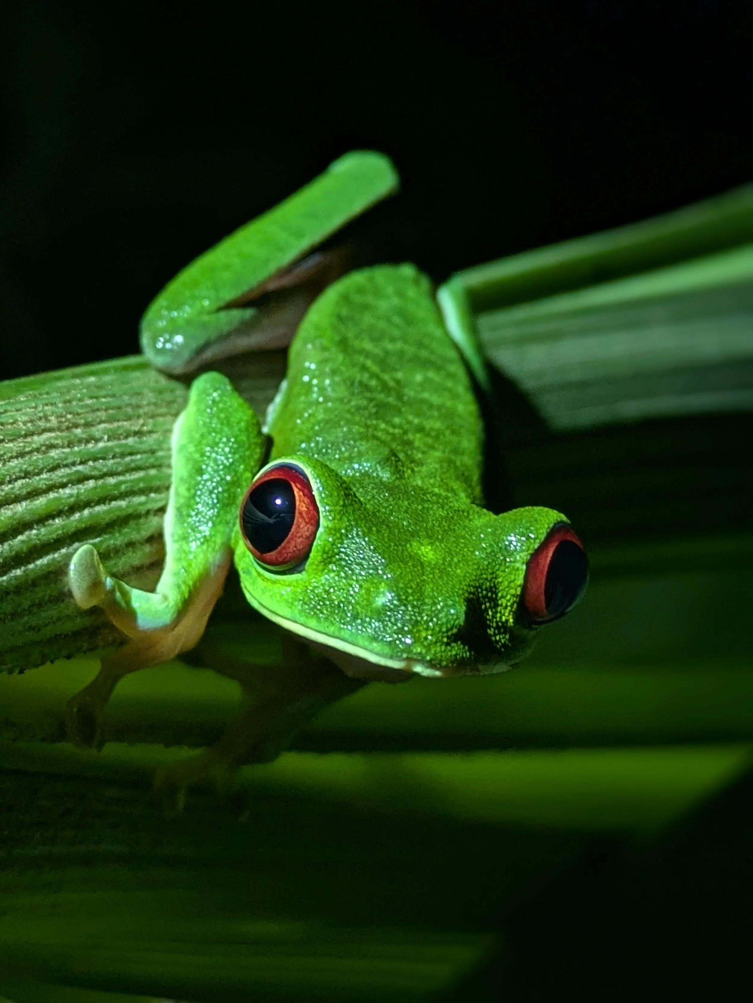 Una foto que le hice a una rana verde de ojos rojos, el anfibio más fotografiado del mundo