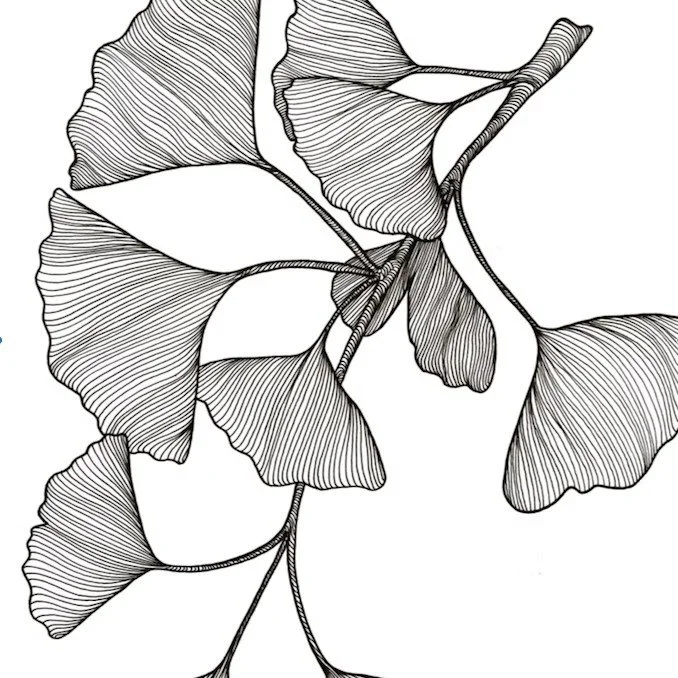 Line drawing of ginkgo leaves and branches with detailed vein patterns.