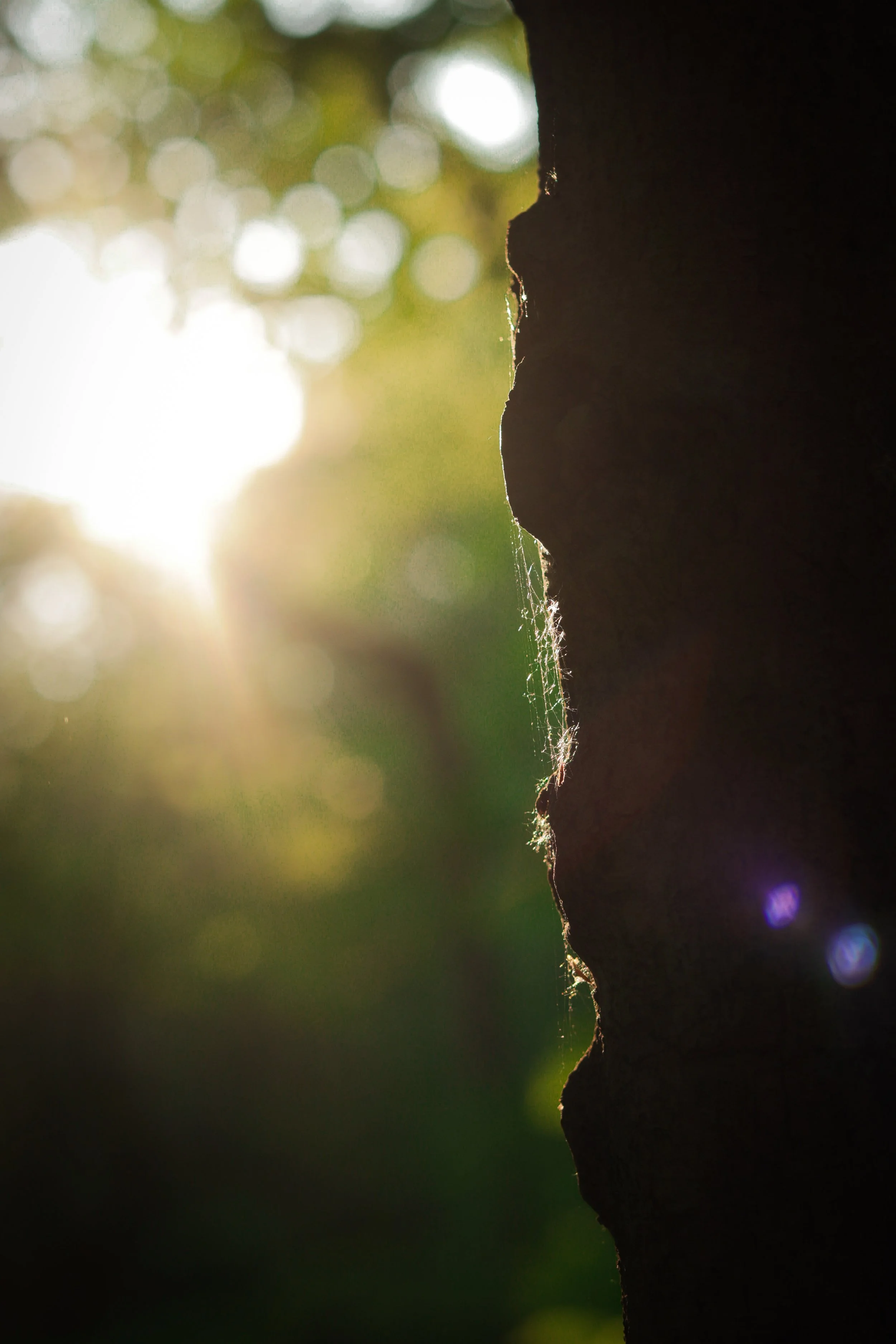 Close-up of a tree trunk's edge with sunlight shining through blurred green foliage in the background.