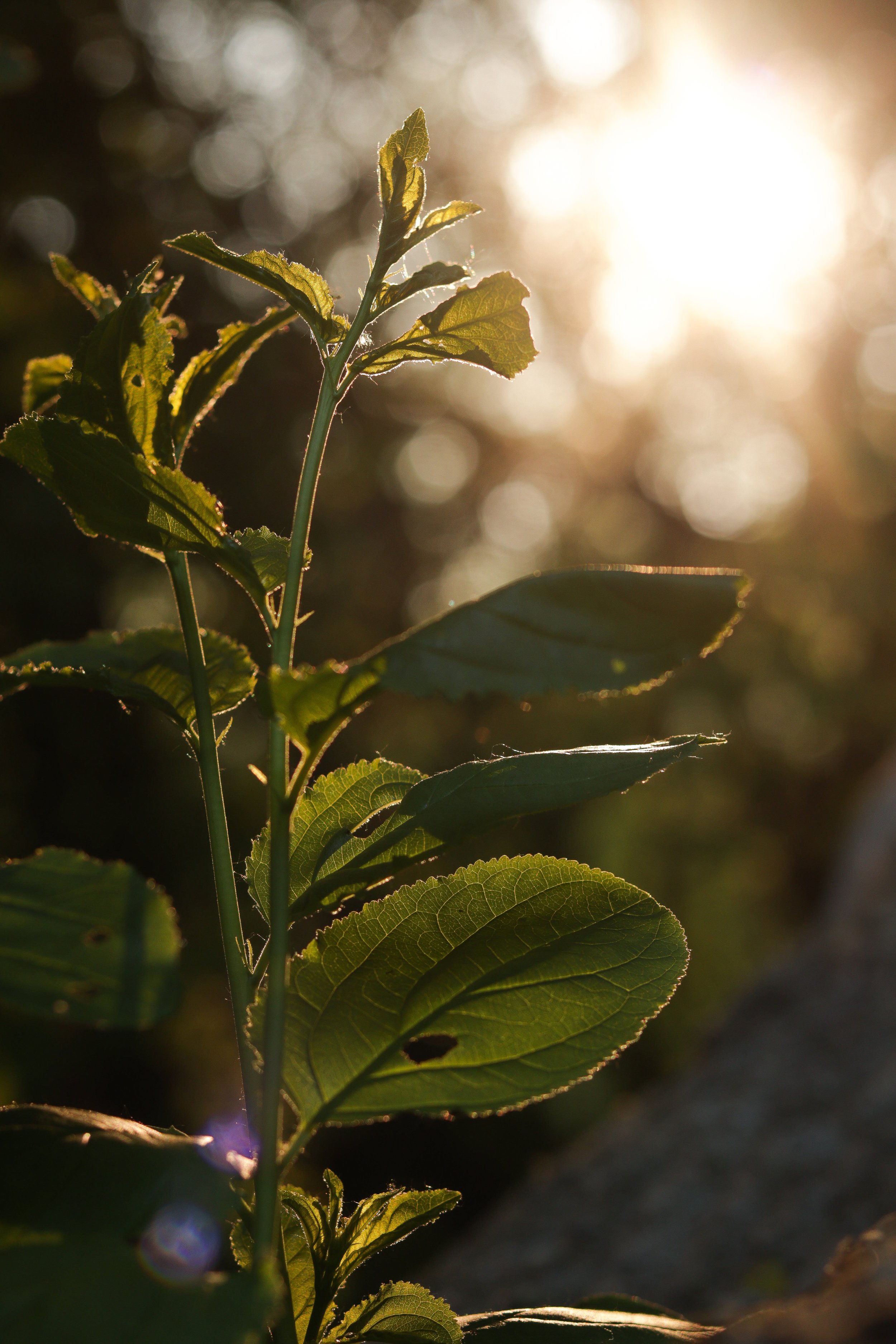 Close-up of green plant leaves with sunlight in the background.