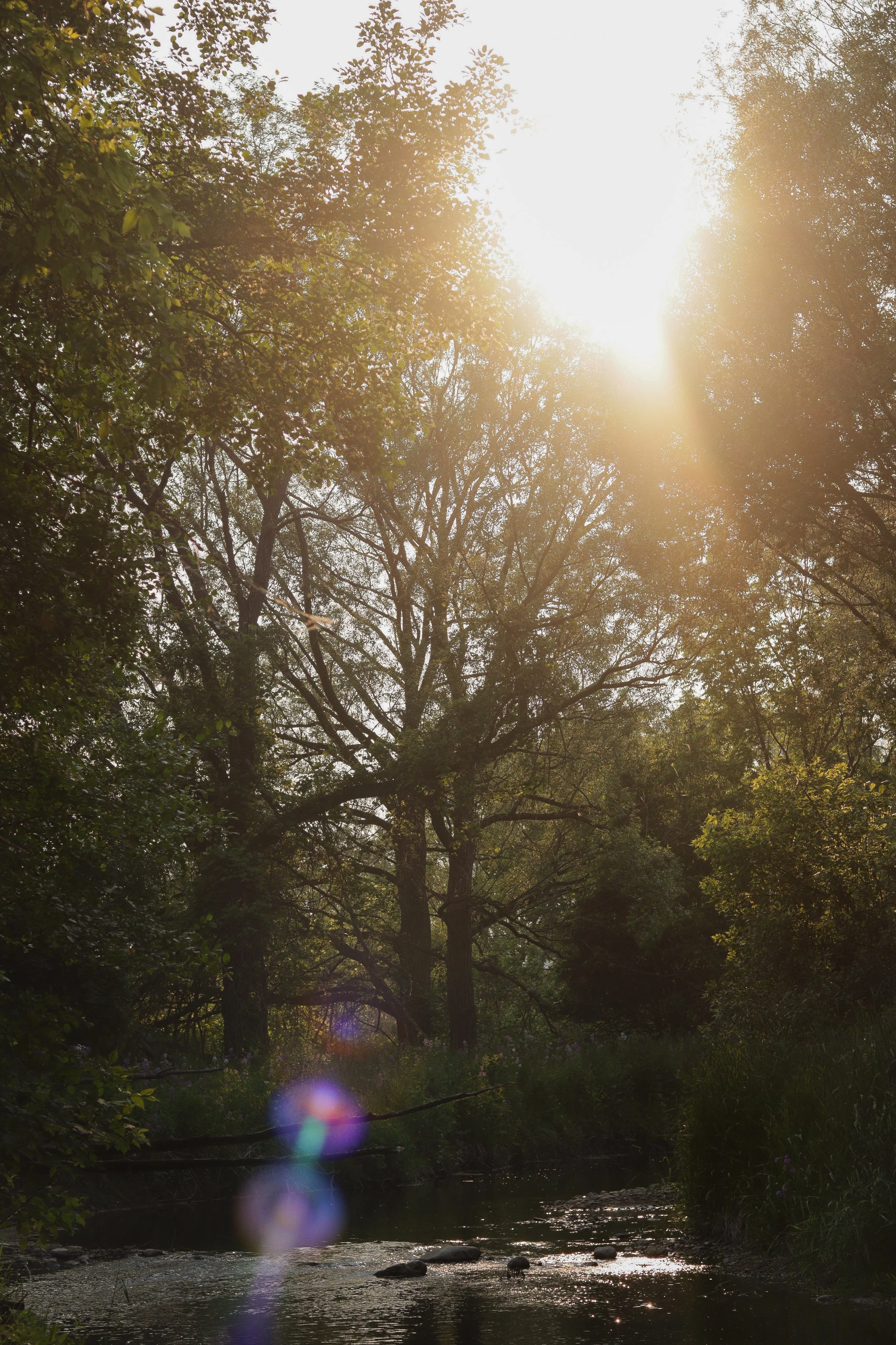Sun shining through trees over a small stream in a forest.