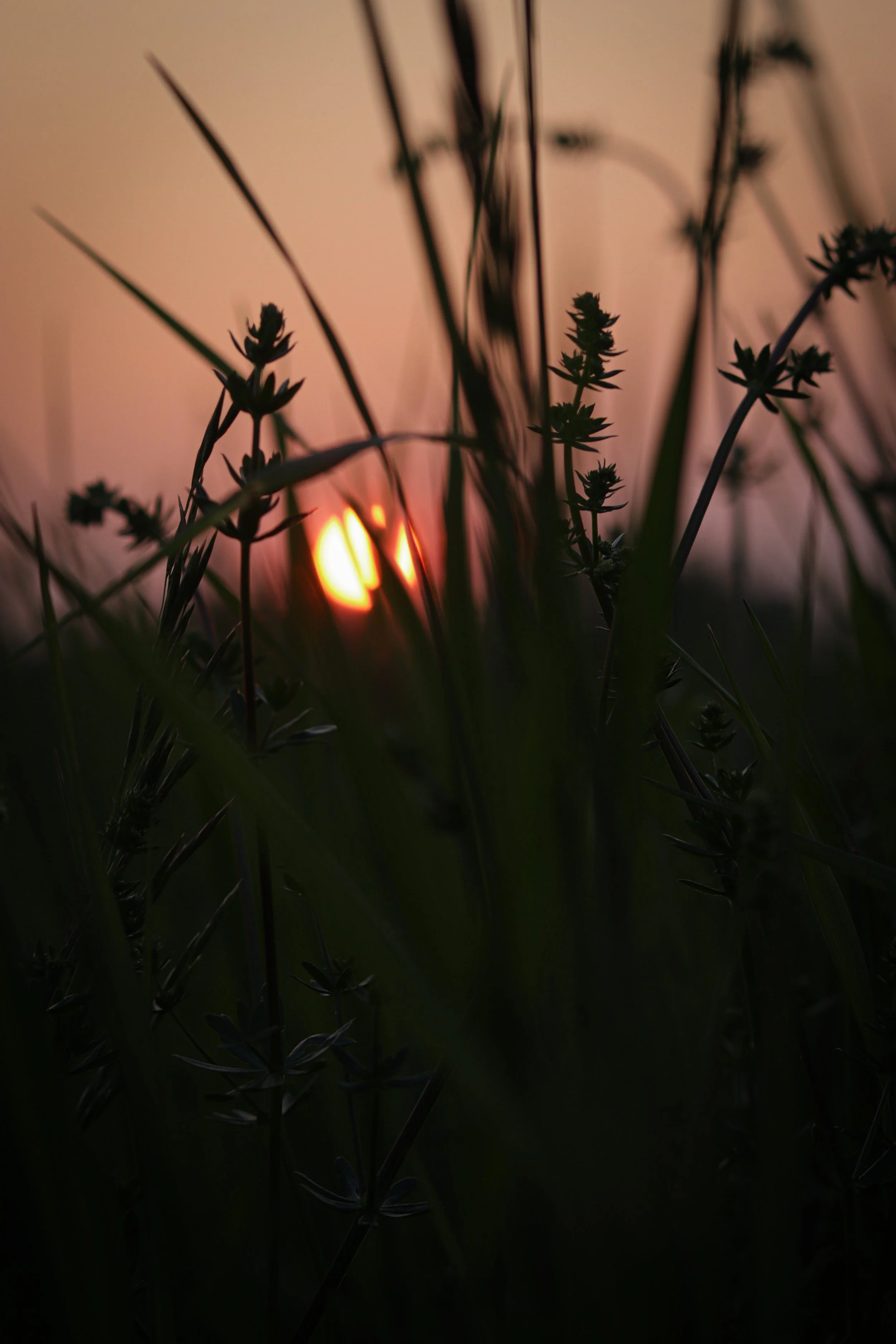 Close-up of grass and small plants silhouetted against a sunset, with the sun partially visible through the plants.