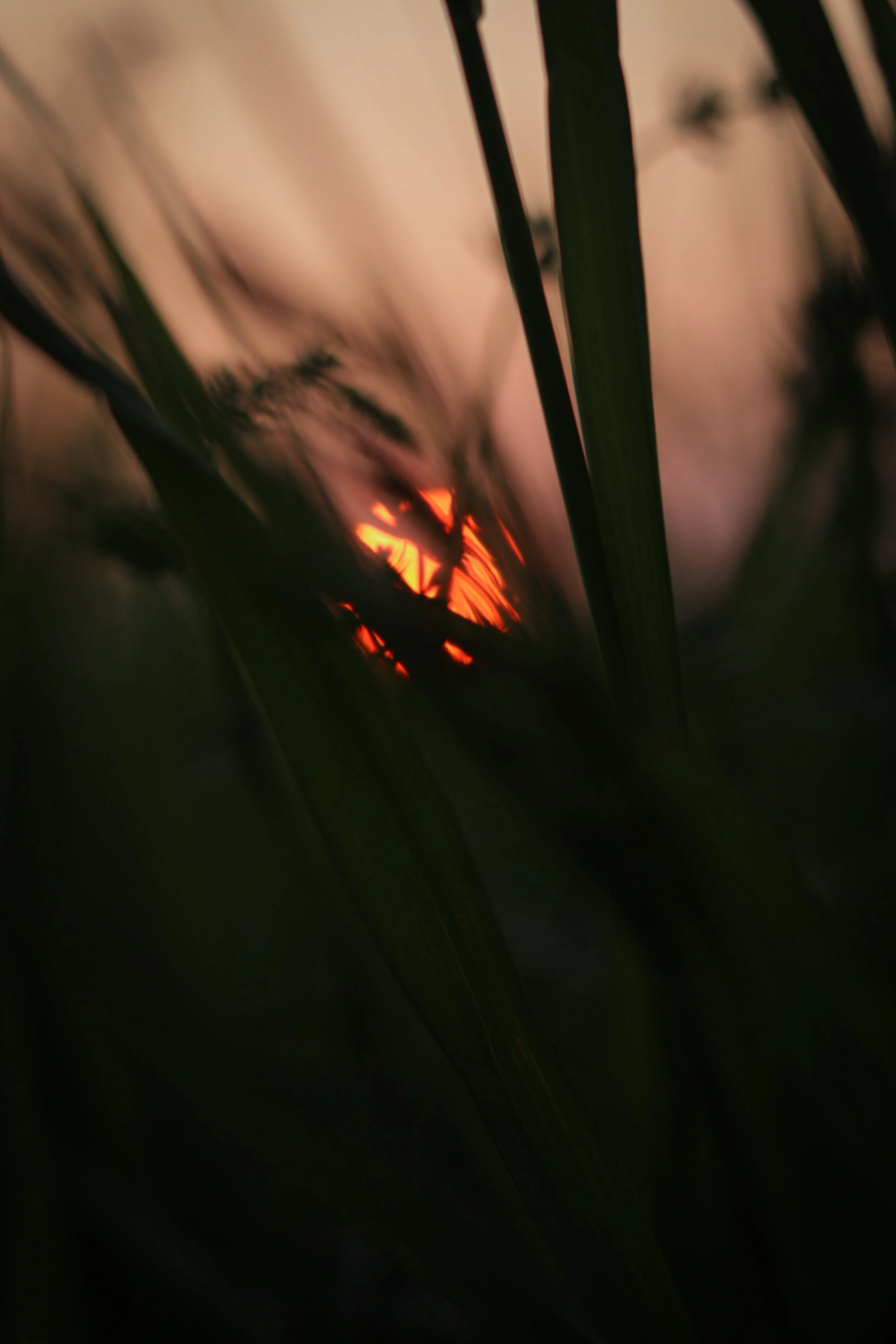 Close-up of tall grass and plants at sunset with the sun visible through the foliage.