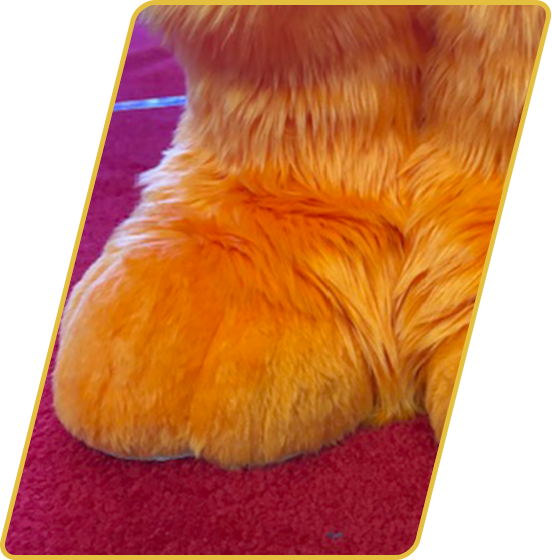 Close-up of a golden retriever's rear paw with fluffy fur on a red carpeted surface.