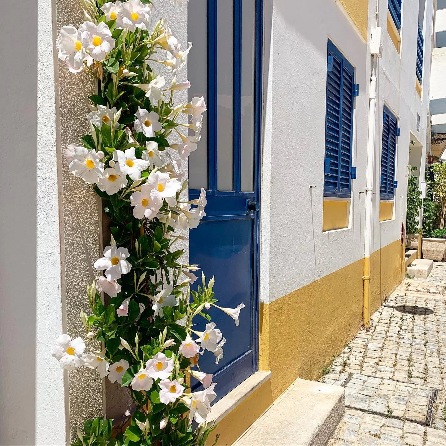 White and yellow flowers growing alongside the wall of a building with blue shutters and a blue door, on a cobblestone street.