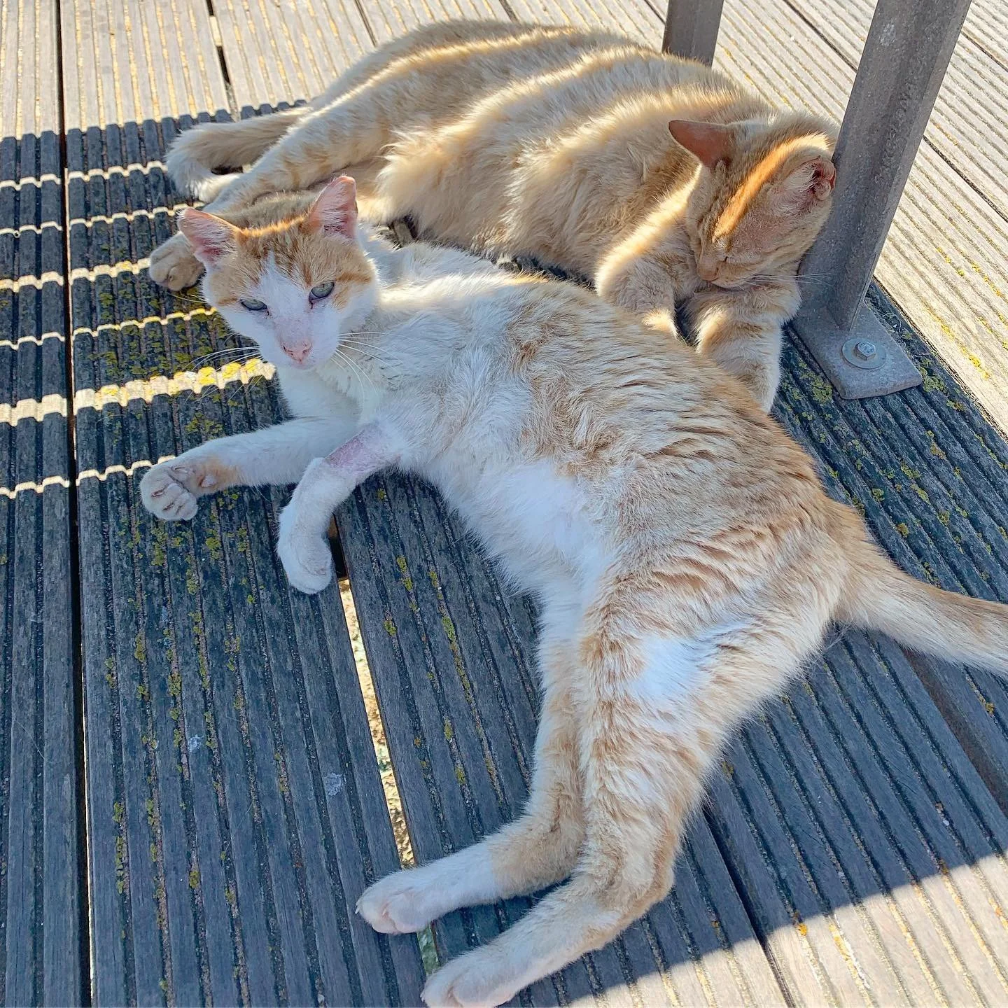 Two ginger and white cats lying on a wooden deck in sunlight, resting near a metal railing.
