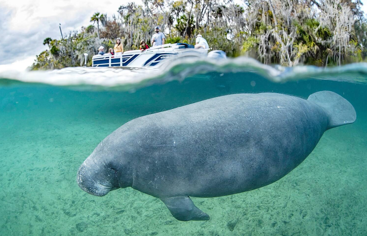 Crystal River Wildlife & Scenic Boat Tour