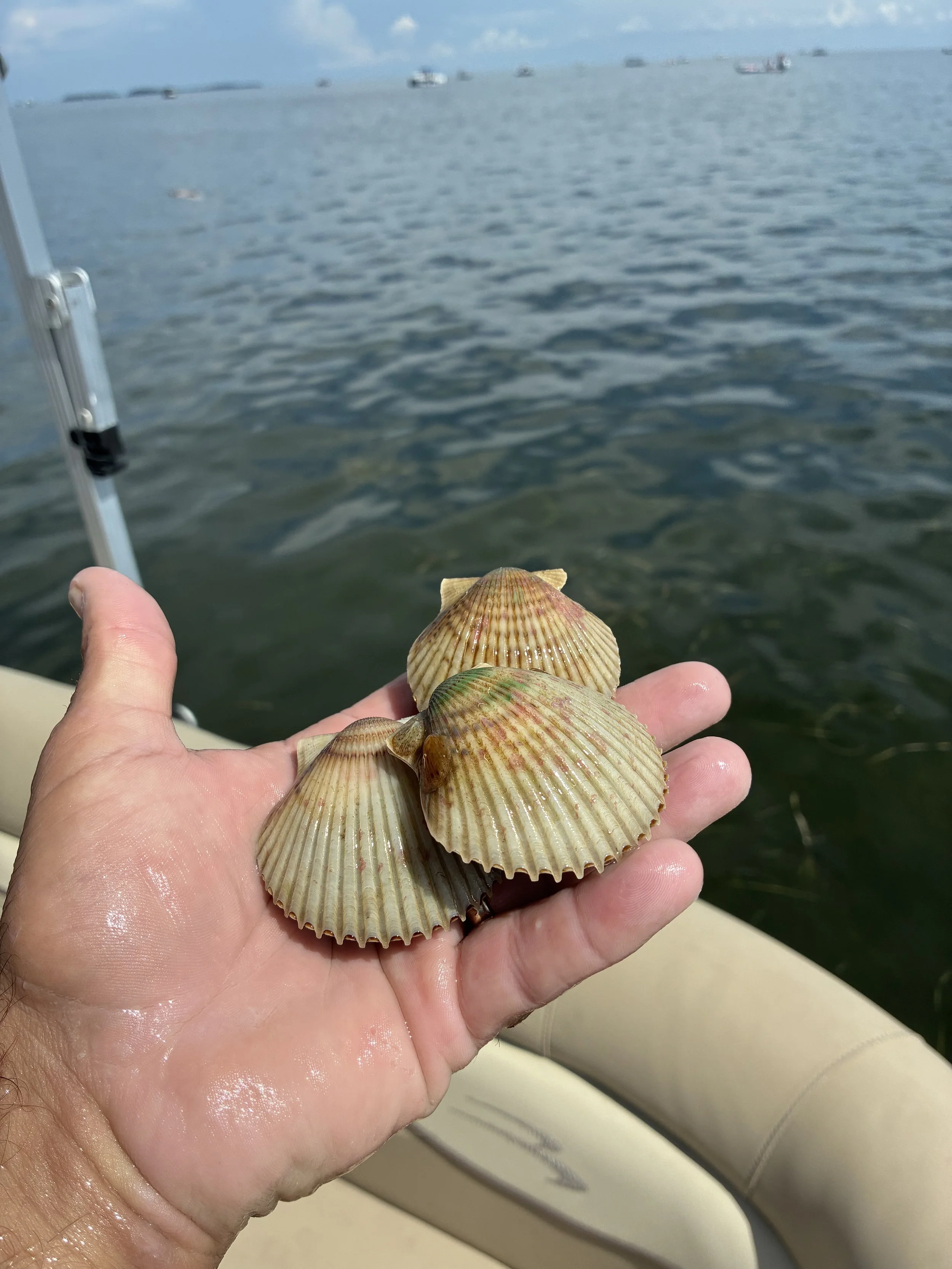 Scalloping Adventure