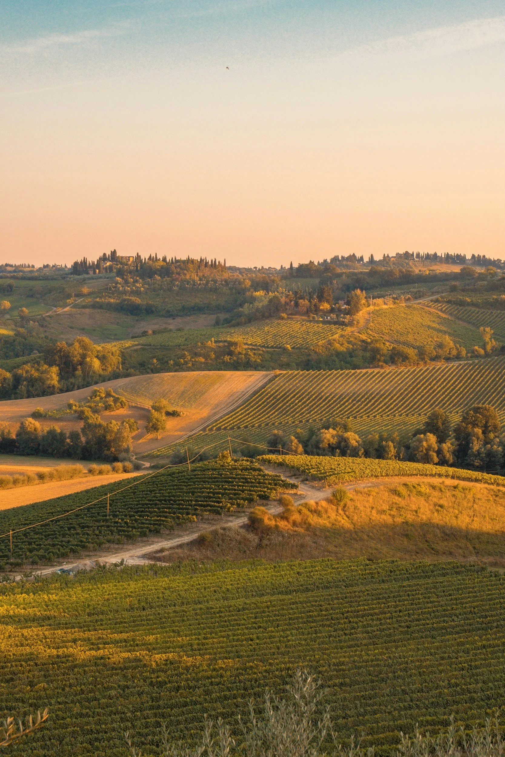 Scenic view of rolling hills with vineyards, trees, and farmland during sunset.