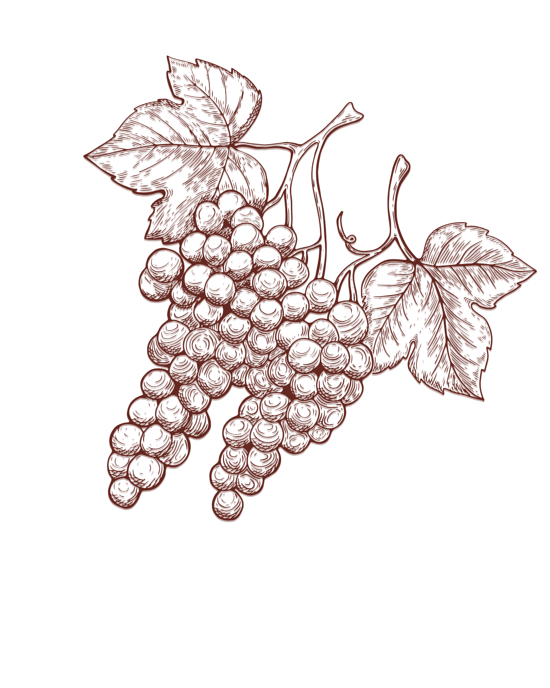 Illustration of a bunch of grapes with leaves and vines, sketched in a dark red color.