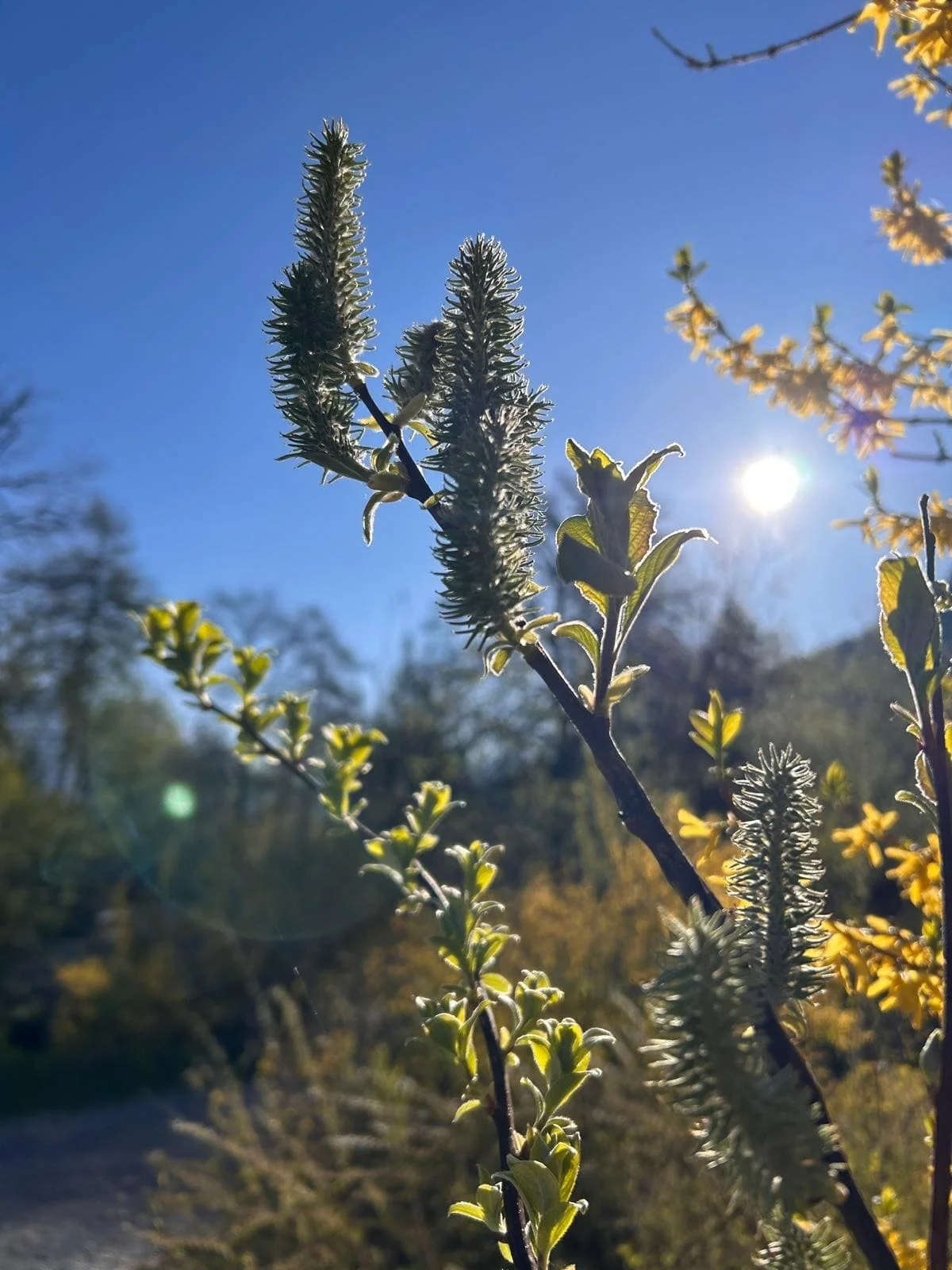 Nahaufnahme einer Pflanze mit grünen Blättern und kleinen, spitzen Blüten, Sonne im blauen Himmel im Hintergrund.