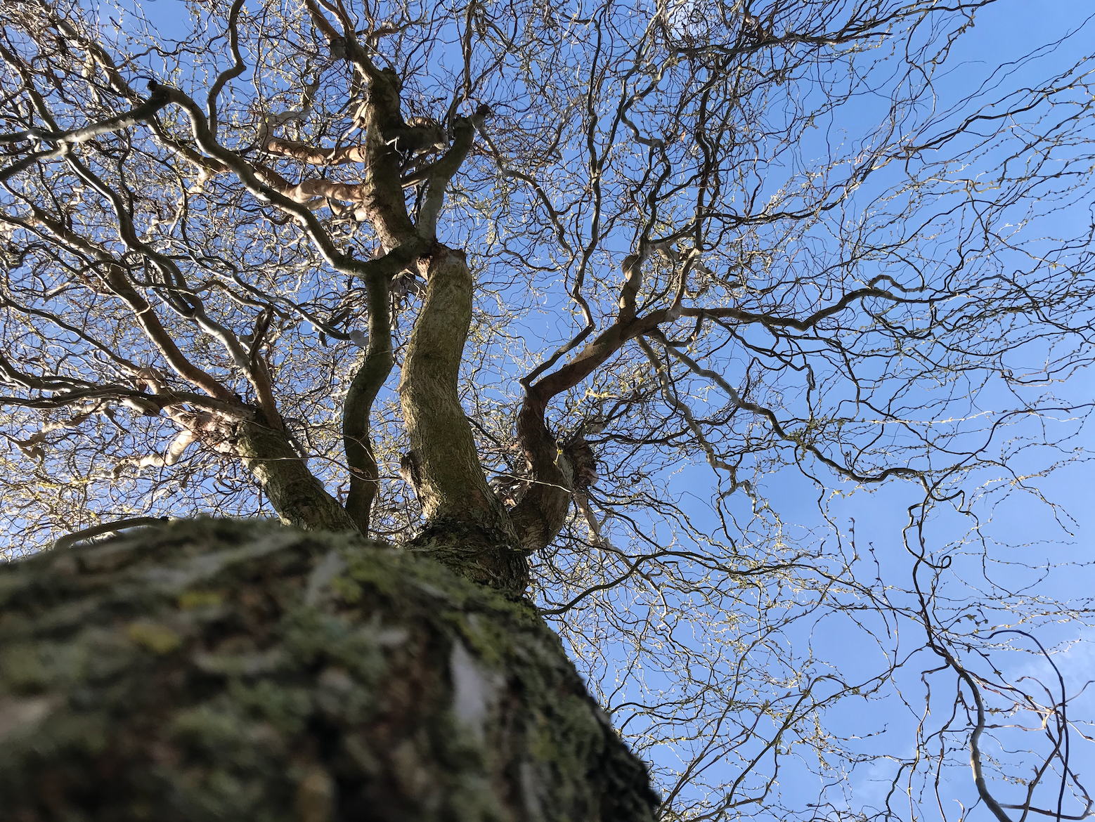 Blick nach oben auf einen Baum mit nackten Zweigen und blauem Himmel im Hintergrund.