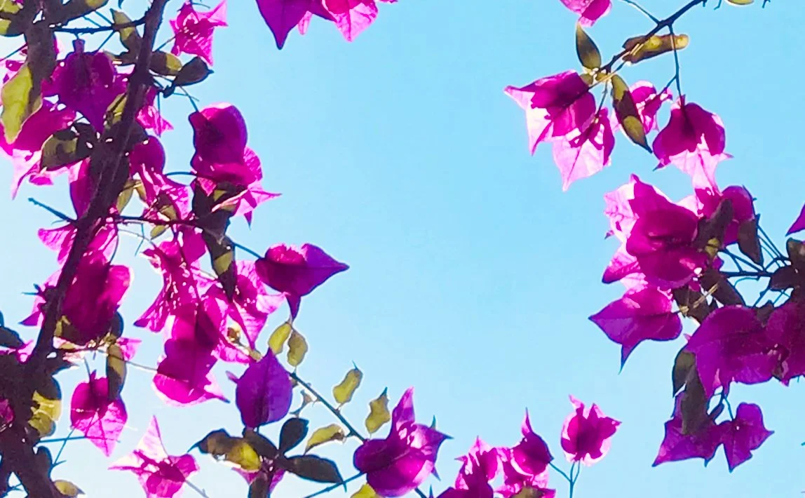 Blick nach oben auf blühende Bougainvillea-Büsche mit pinken Blüten gegen blauen Himmel.
