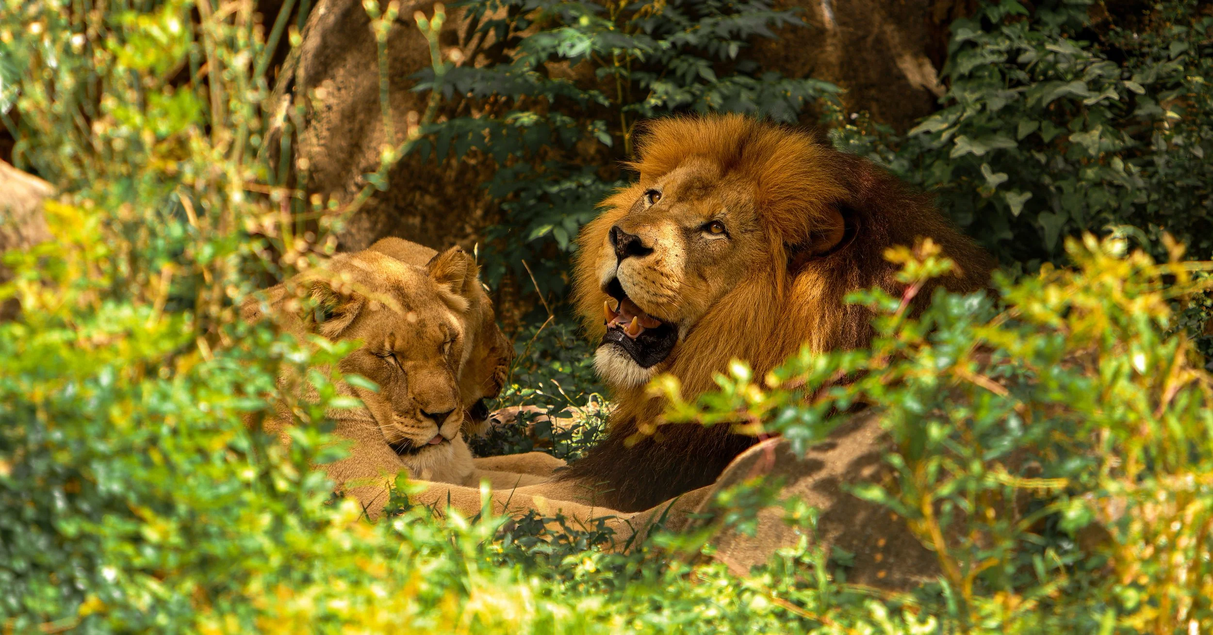 A male lion and two lionesses resting in dense green foliage in a natural habitat.