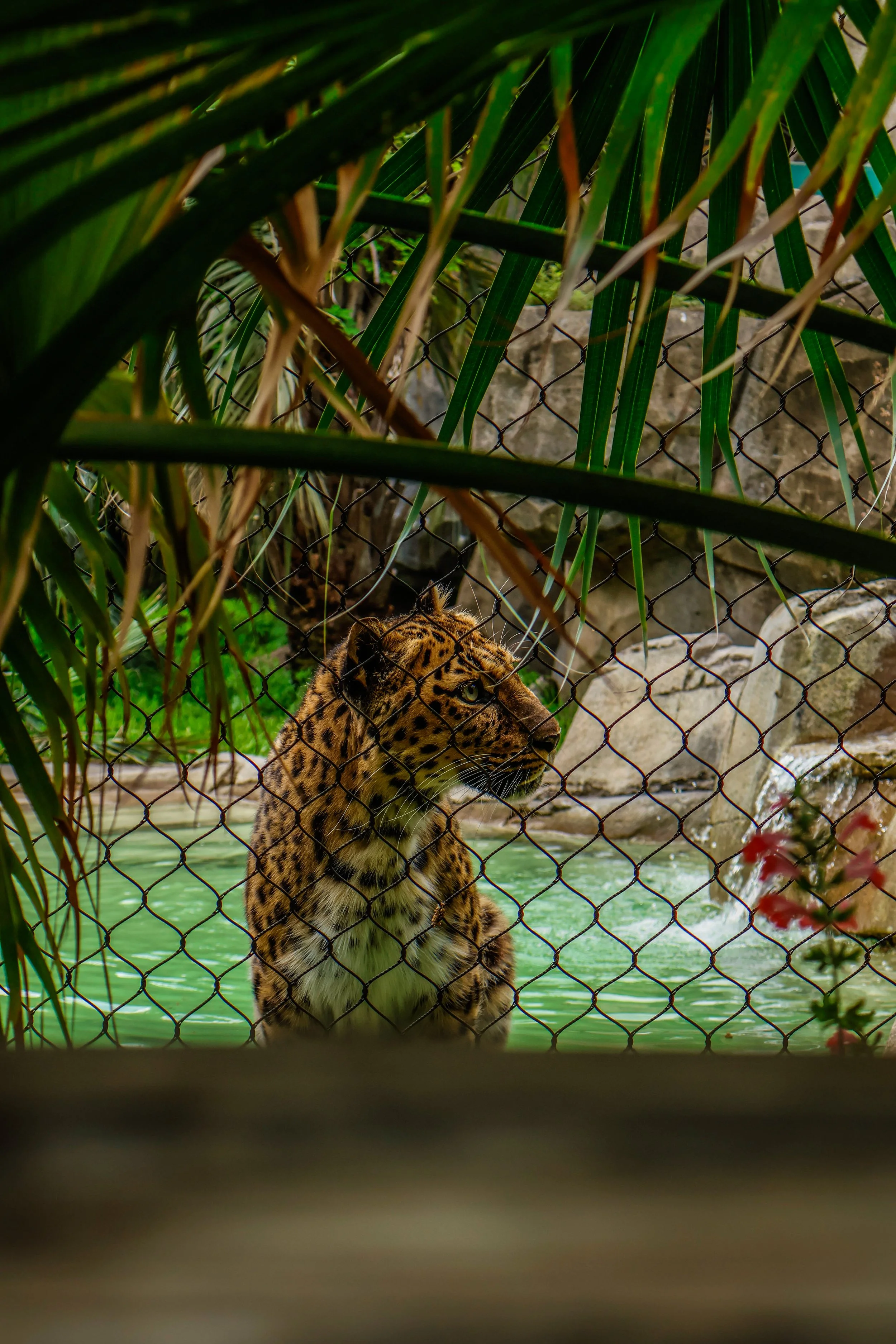 A jaguar sitting inside an enclosure with a water feature, seen through a chain-link fence surrounded by green plants.