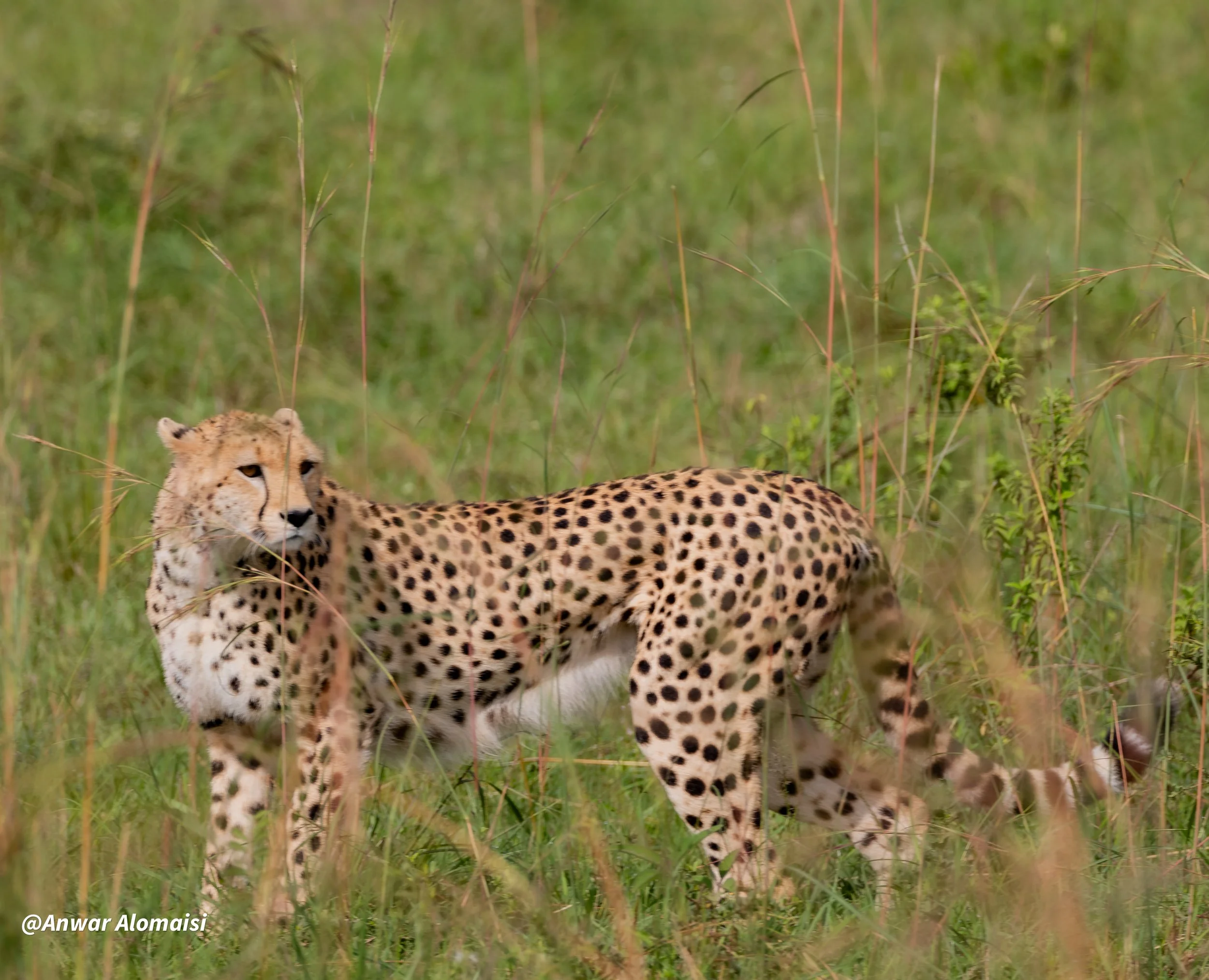 A cheetah standing in tall grass in a natural habitat.