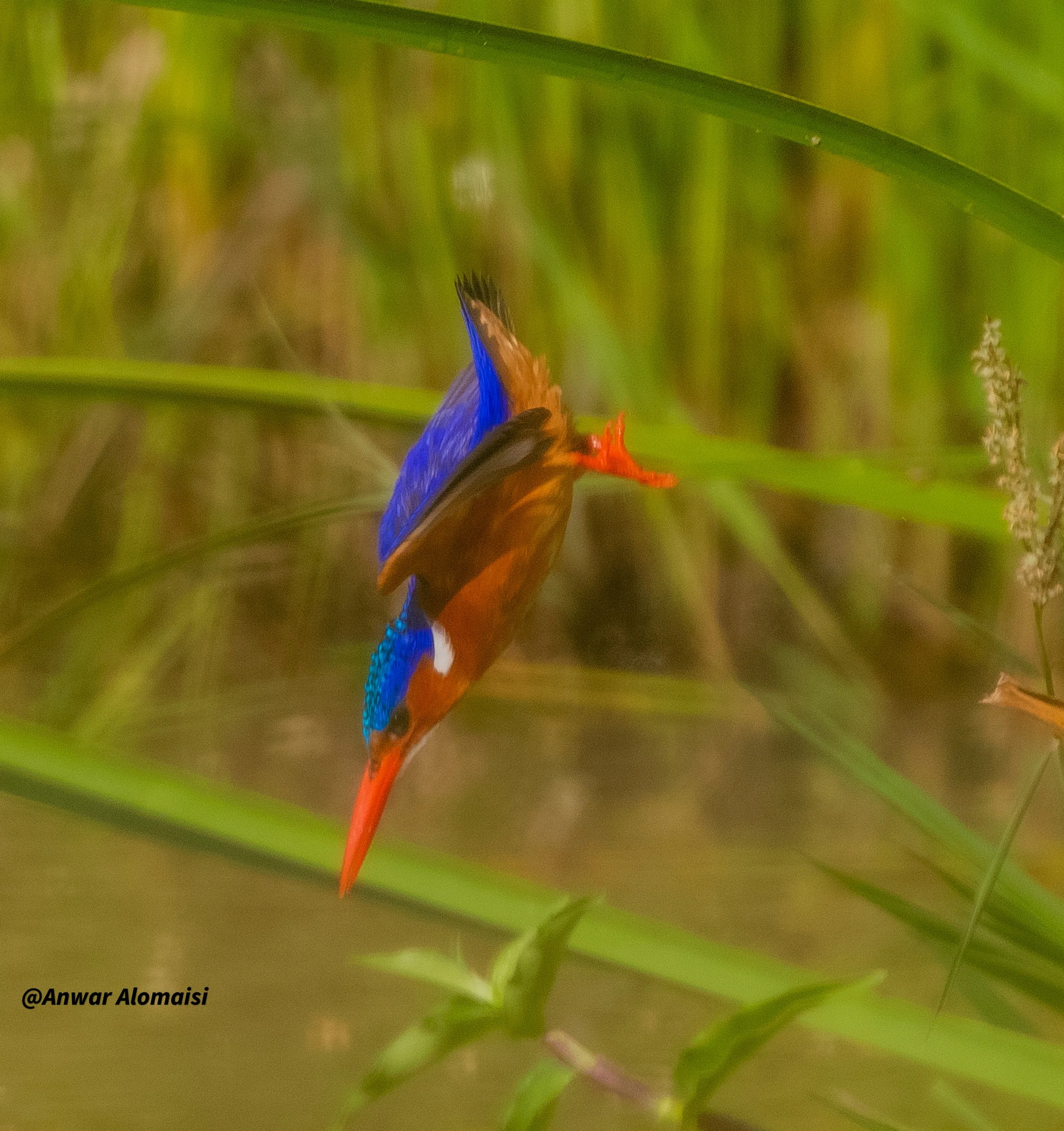small Kingfisher diving.jpg