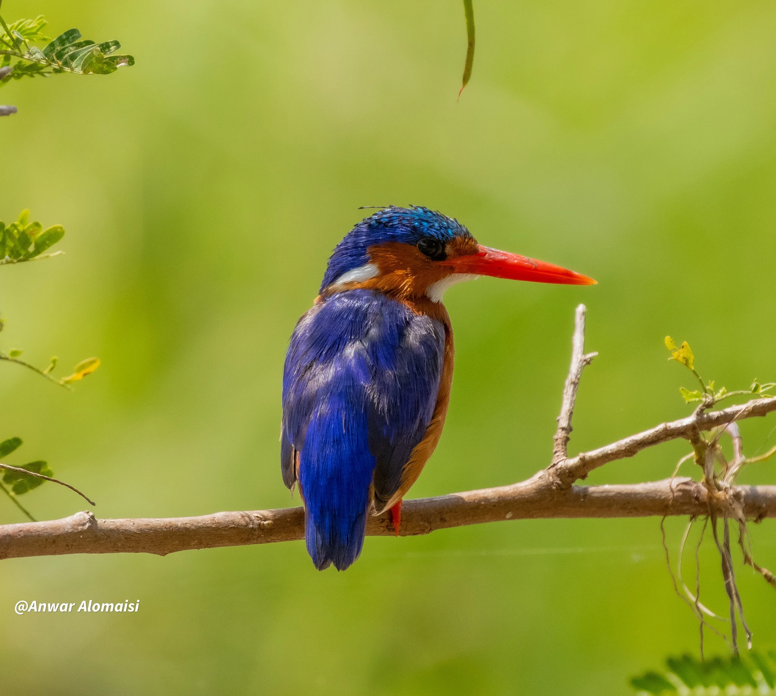 Nice kingfisher shot.jpg