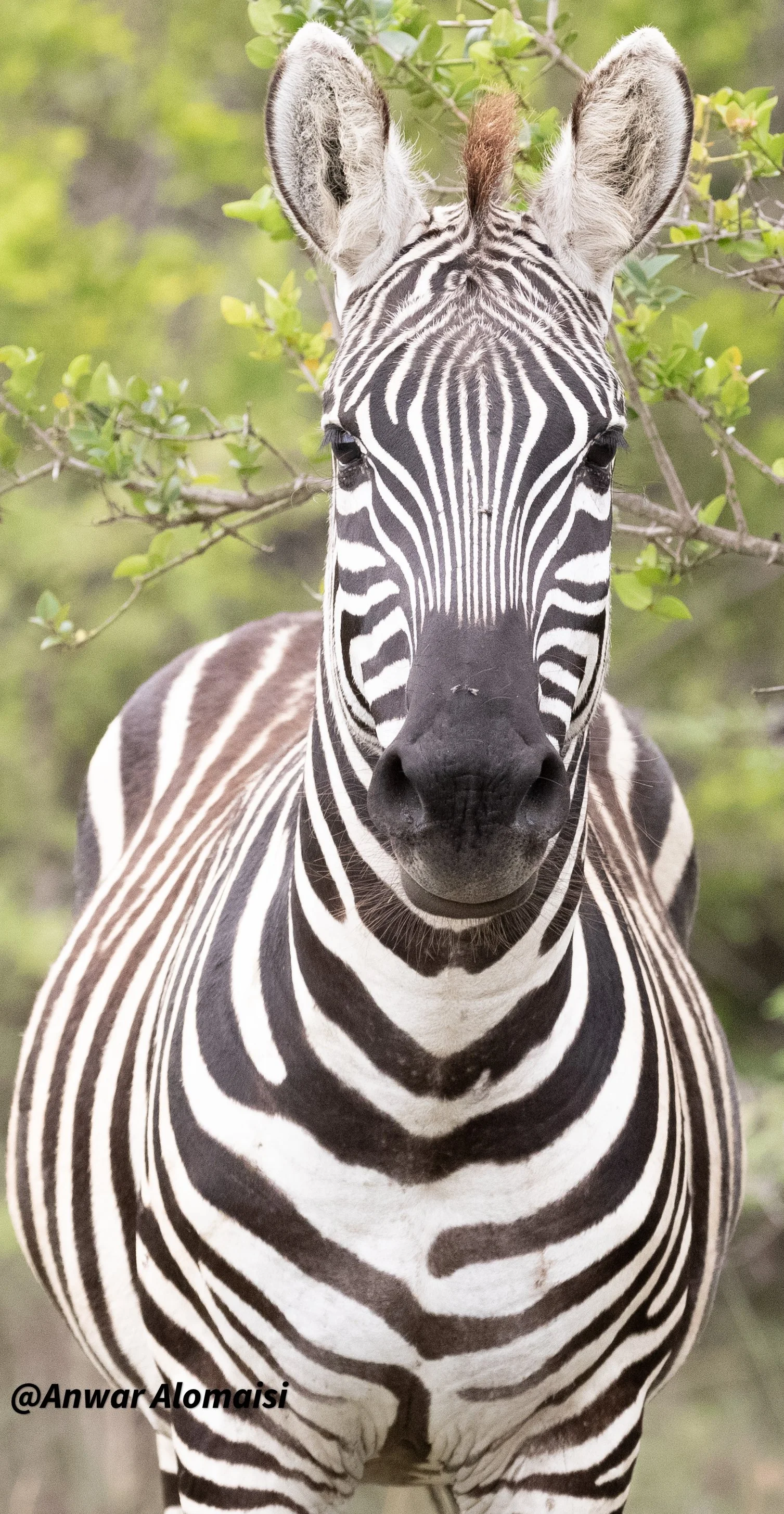 Close-up of a zebra's face and upper body with a green background.