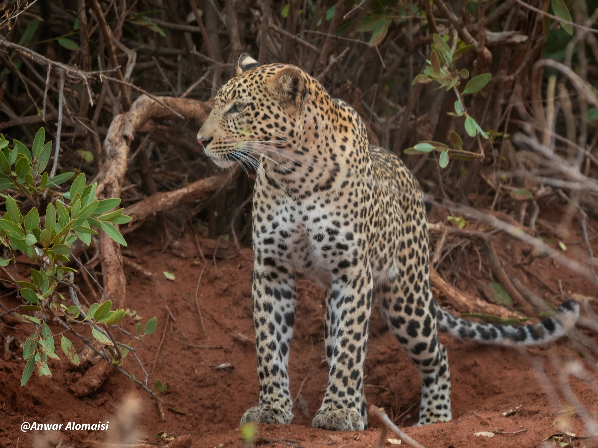 A jaguar standing on red dirt amidst green foliage and intertwined branches in a natural habitat.