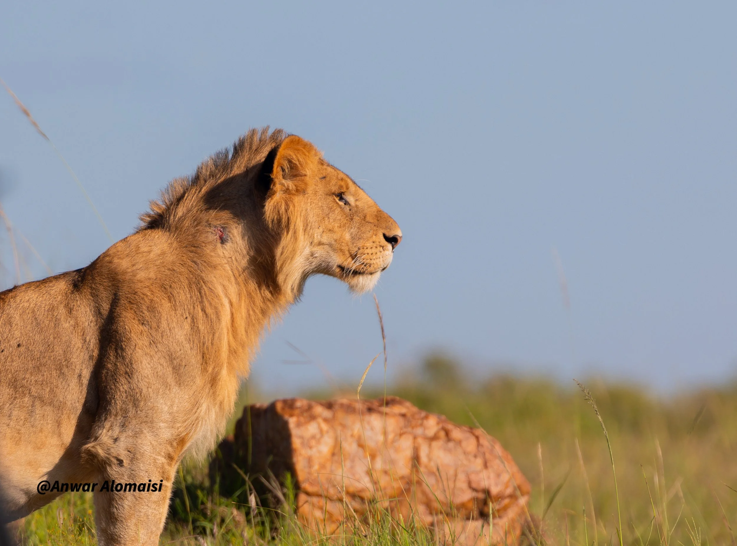 Male  lion looking to the wild.jpg