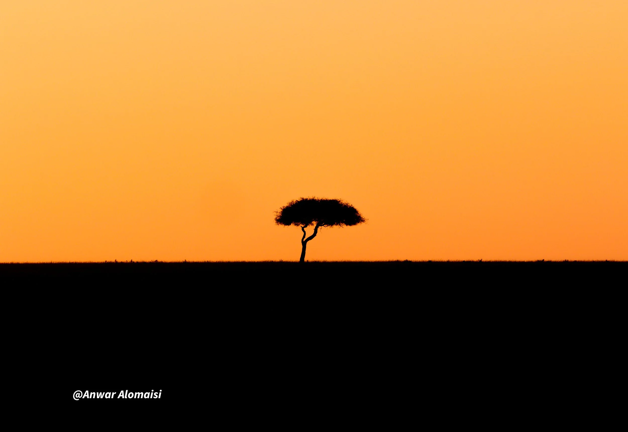Silhouette of a lone tree on a flat landscape during sunset or sunrise with a colorful orange sky.