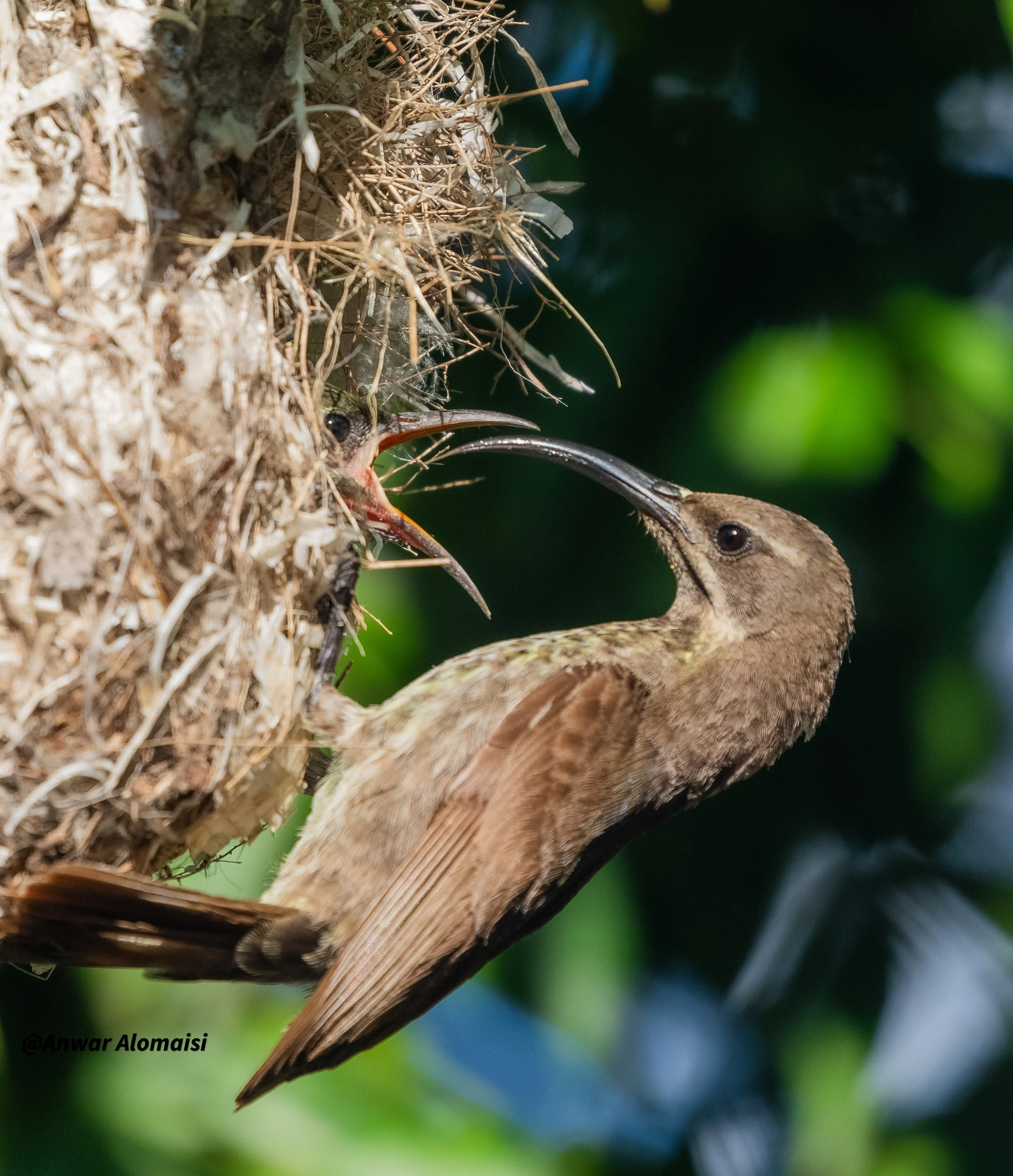 Sunbird mom feeding the baby 6.jpg