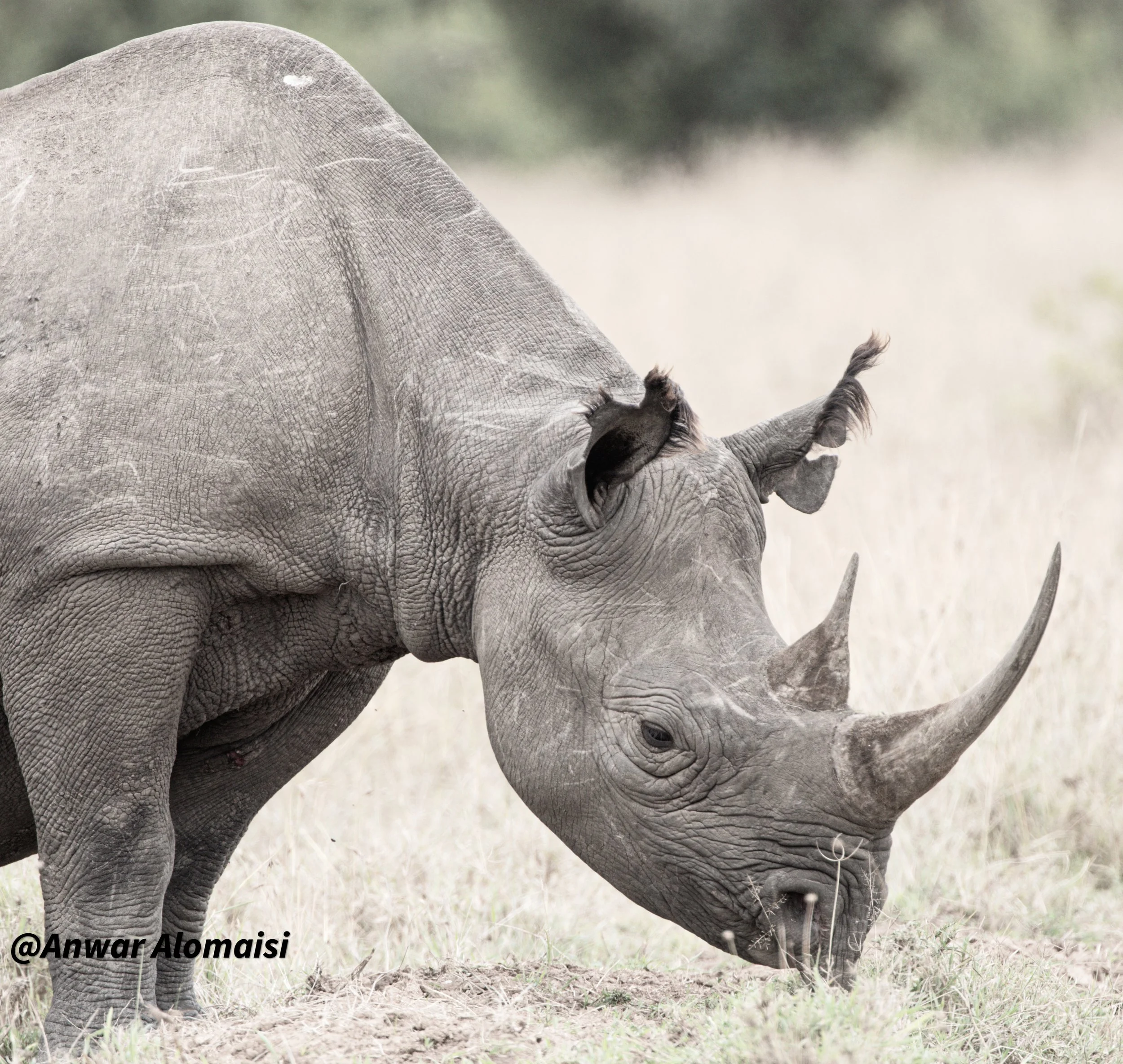 A close-up of a rhinoceros grazing on grass in a natural habitat.