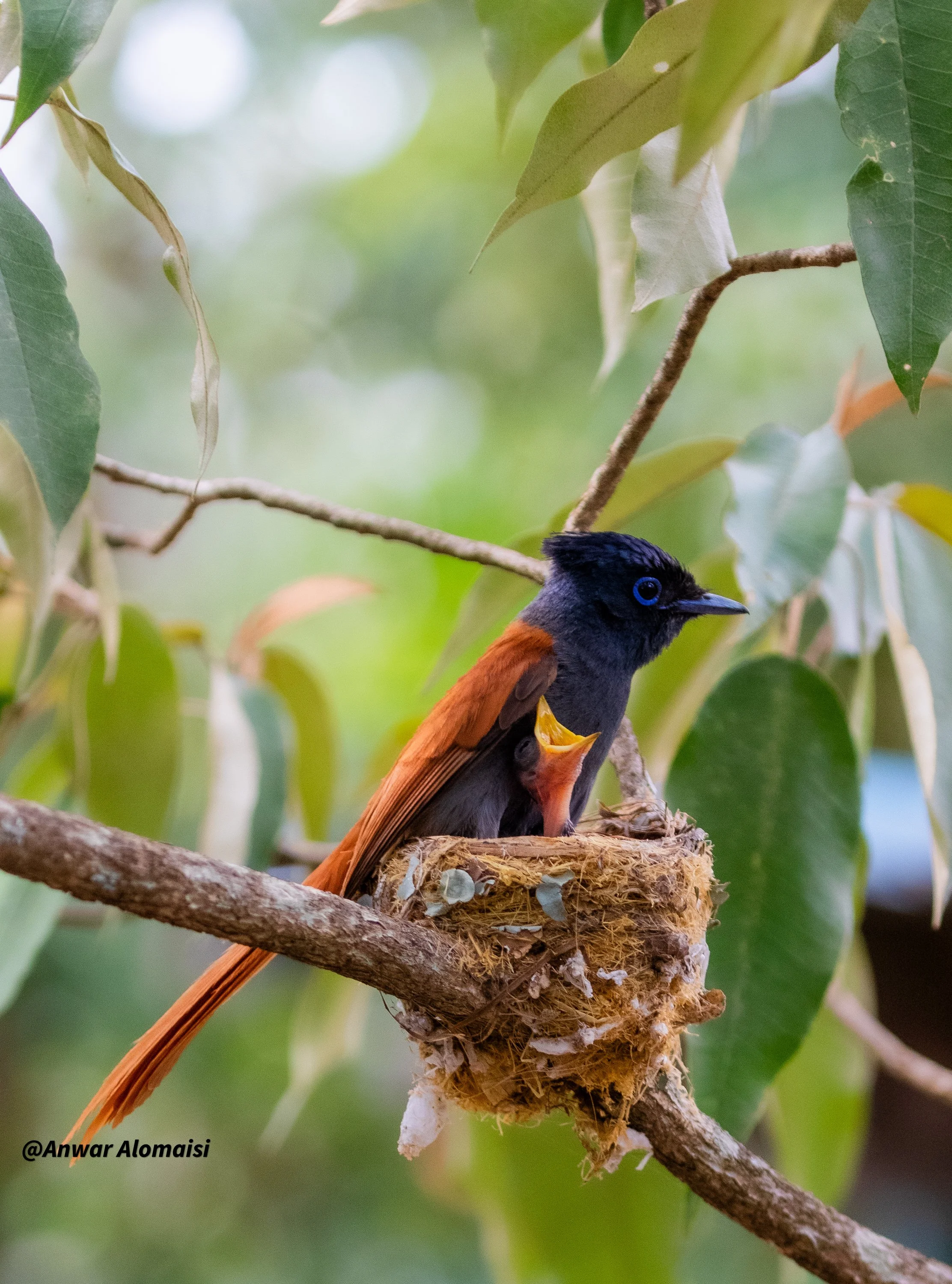 African paradise Flycatcher in nest with the baby.jpg