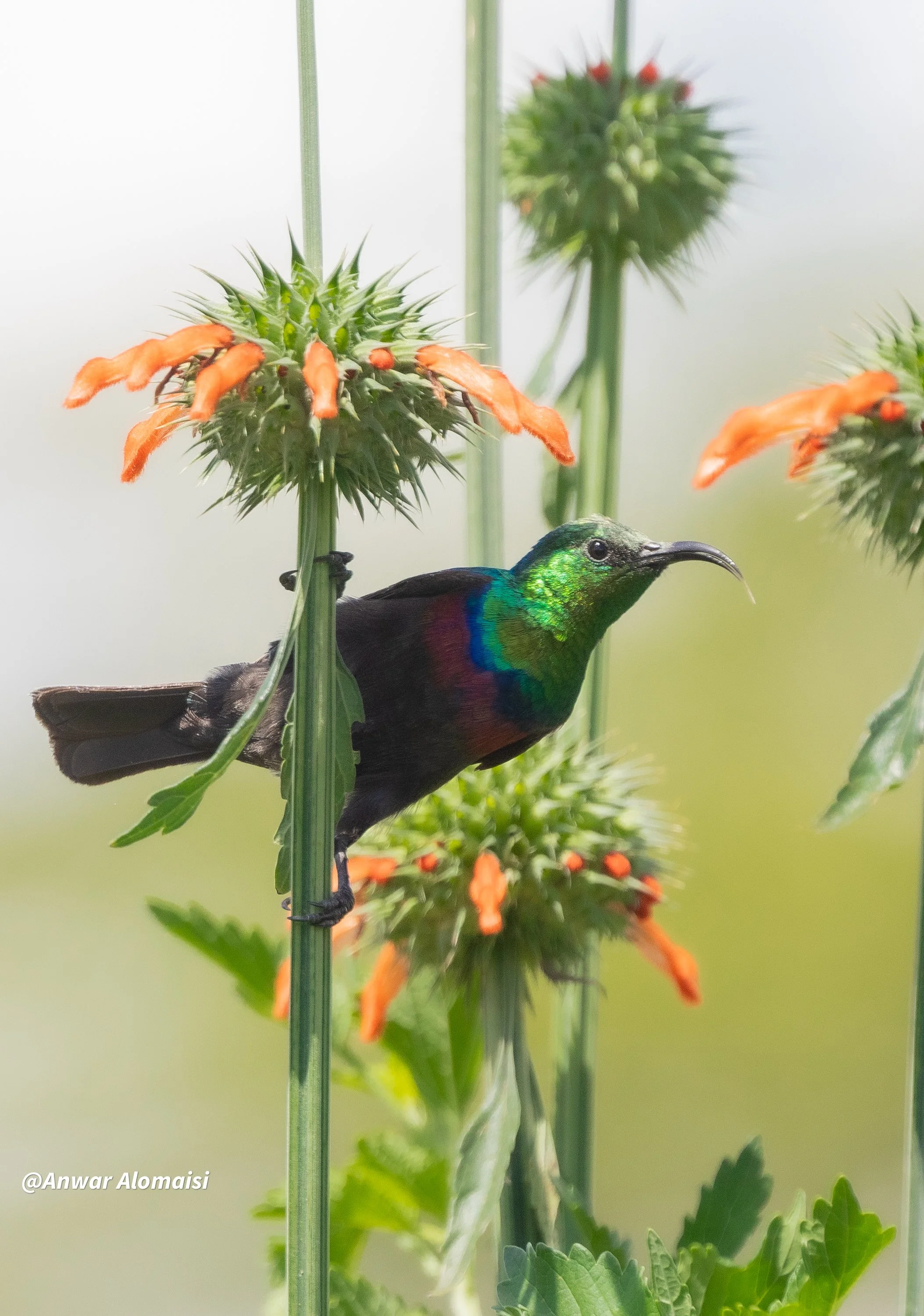 Sunbird by the flower.jpg