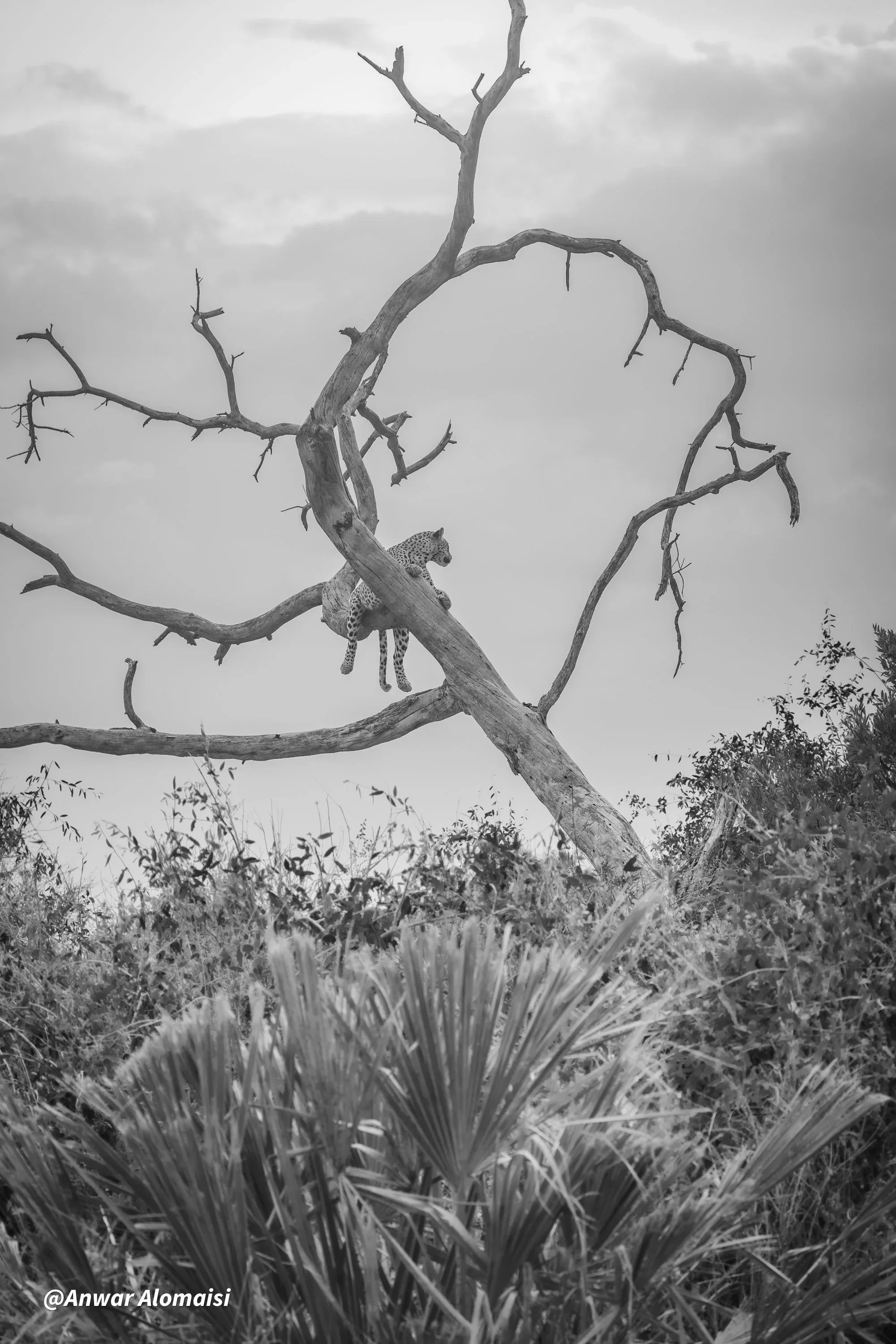 A black and white photo of a tree with bare branches, standing on a landscape with bushes and plants at the bottom. A leopard is perched on a branch of the tree.