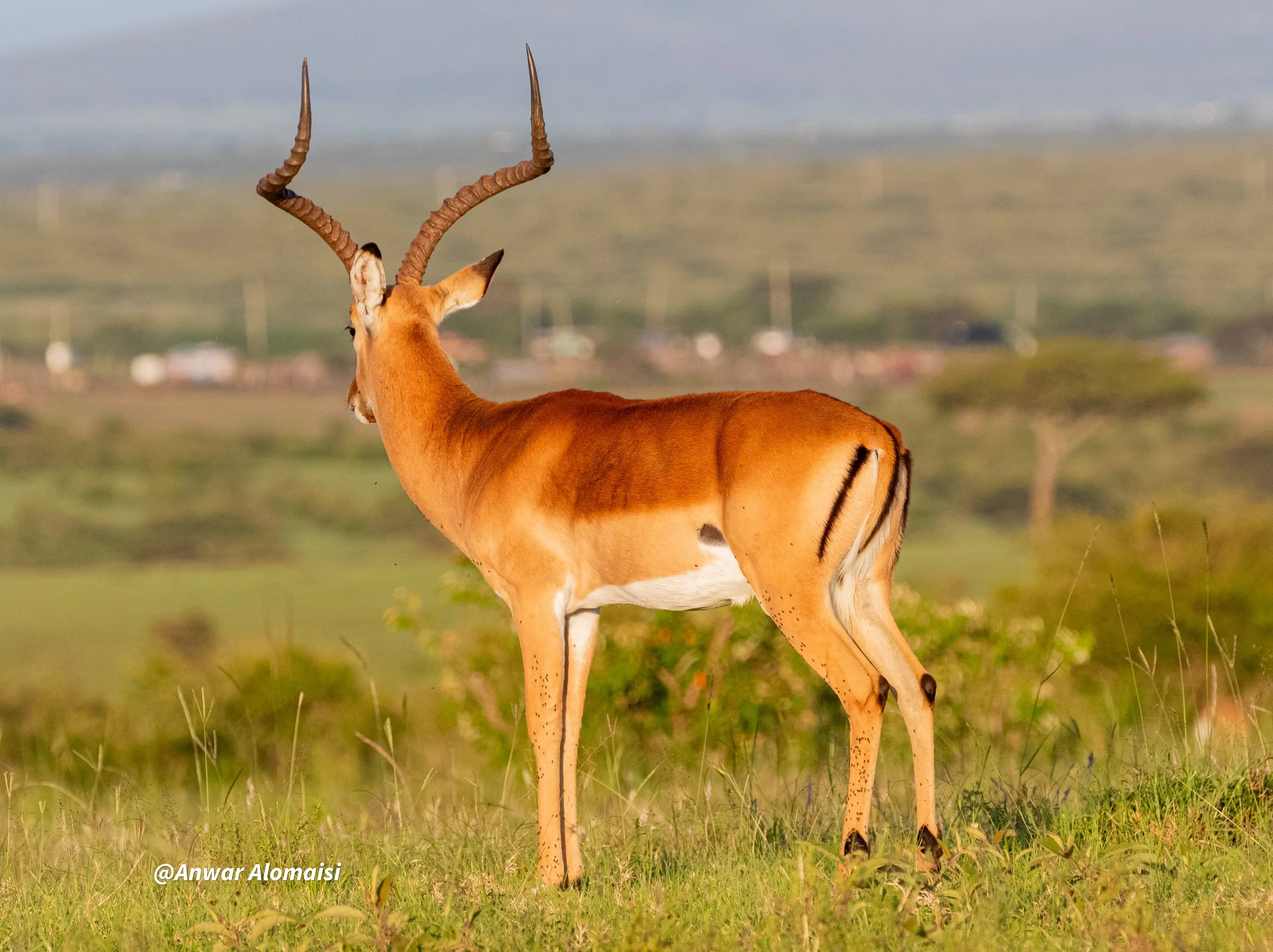 A gazelle with curved, ridged horns standing in a grassy plain with blurred background of trees and hills.